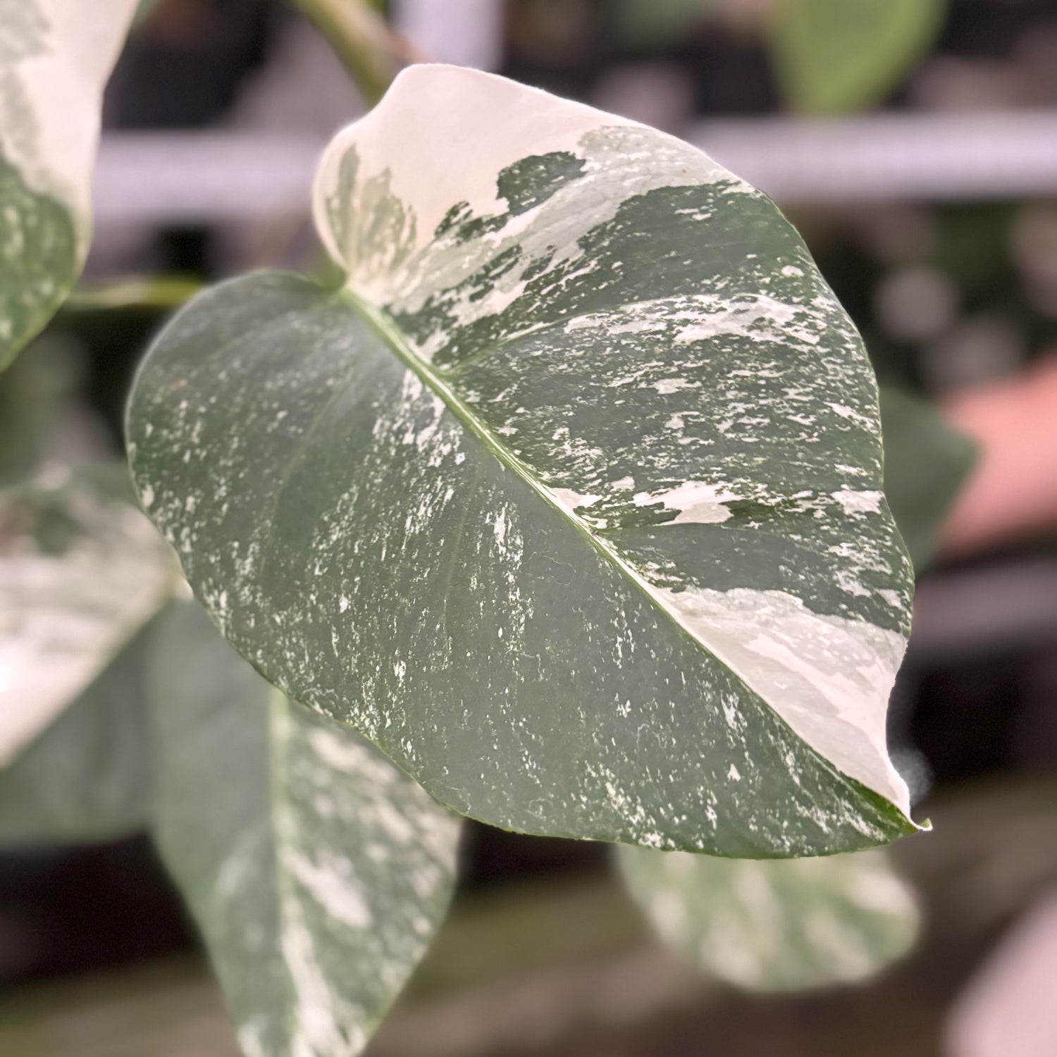 RP32-10 Monstera Albo Variegated