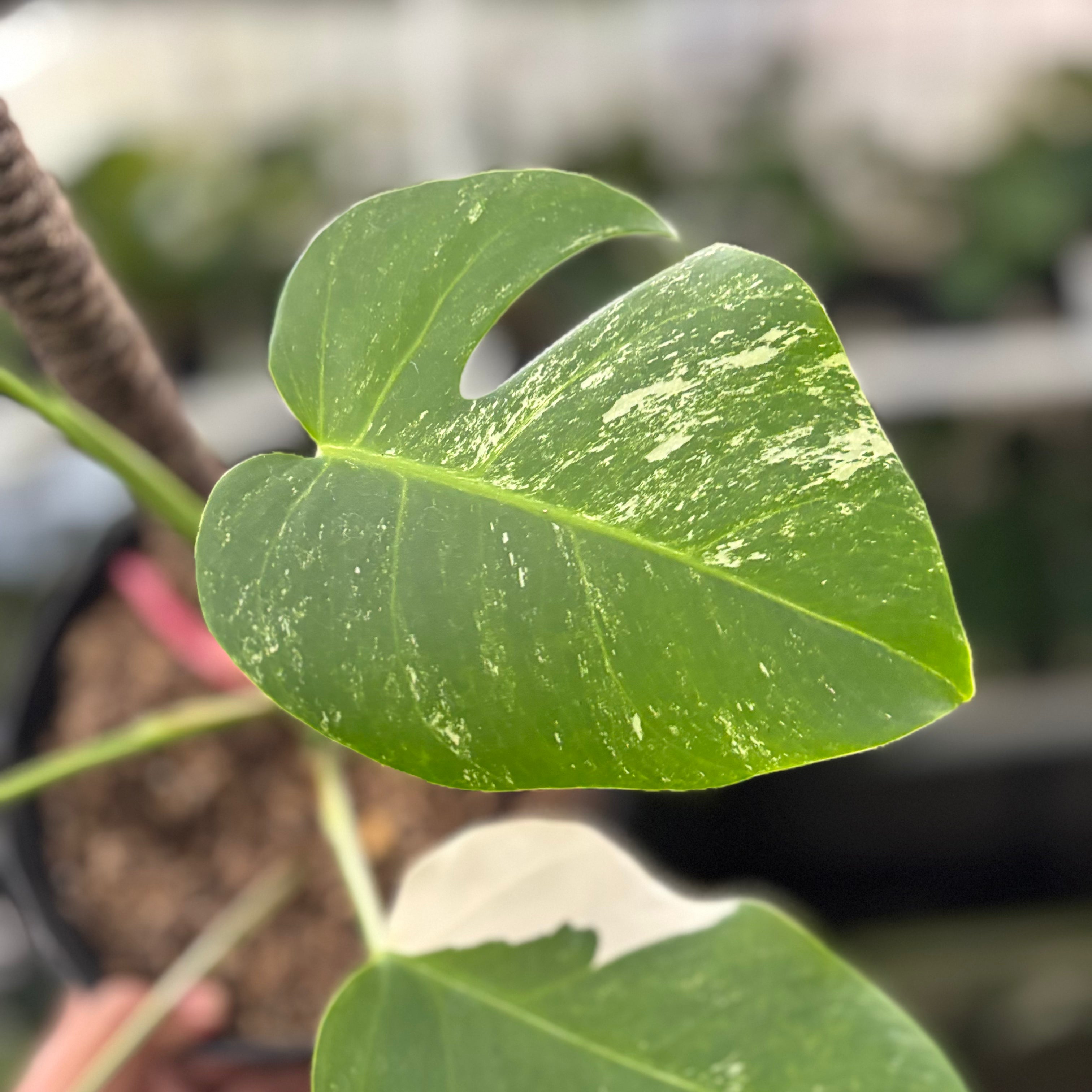 RP33-10	Monstera Albo Variegated