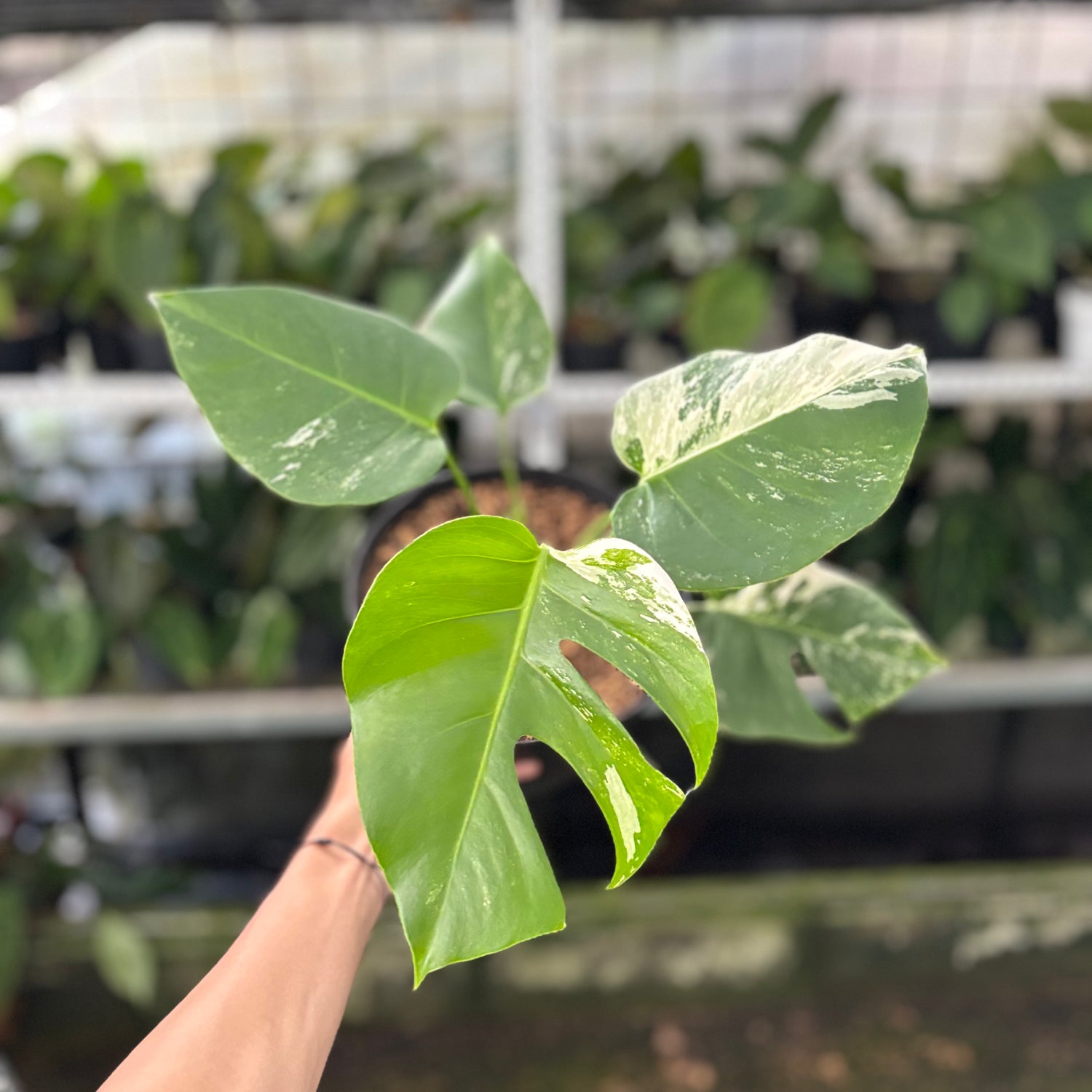 RP34-10	Monstera Albo Variegated