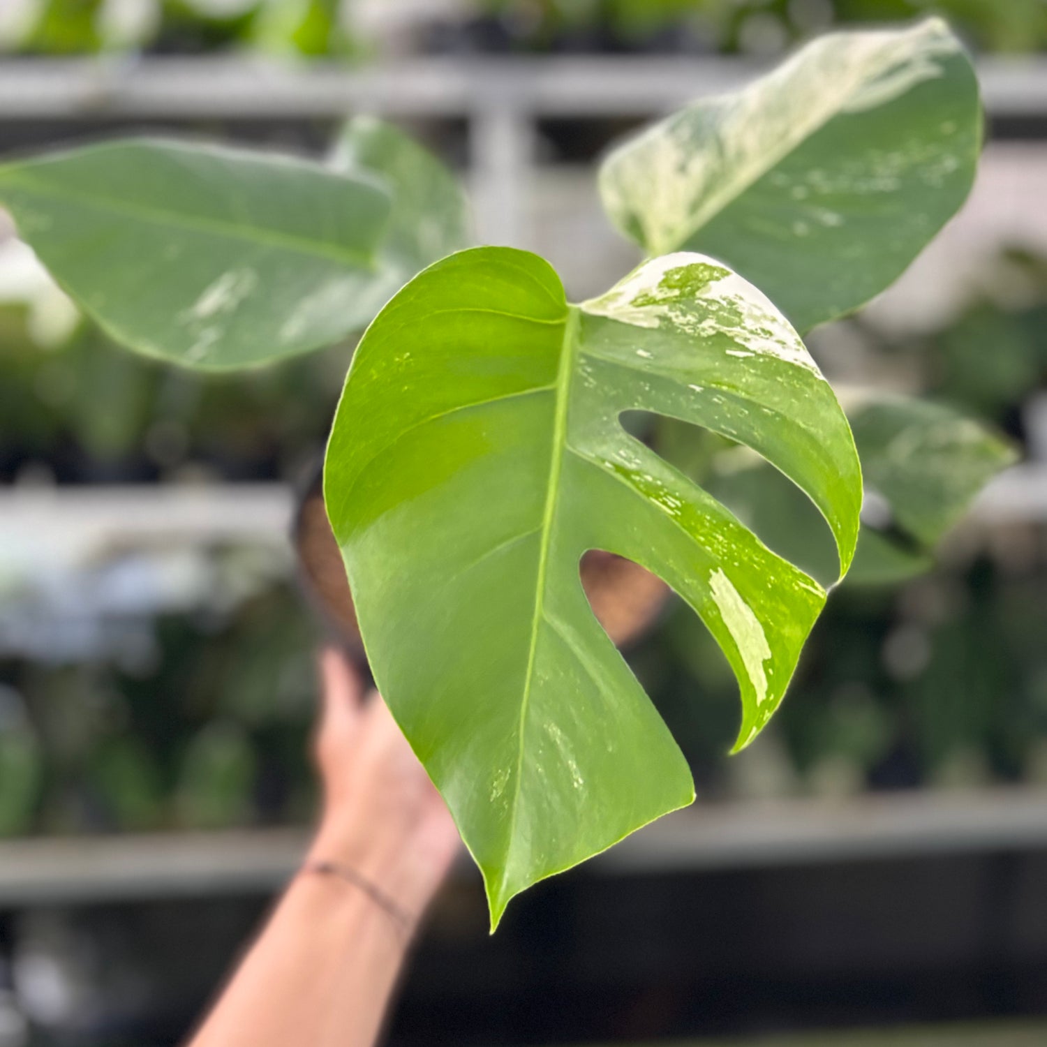 RP34-10	Monstera Albo Variegated