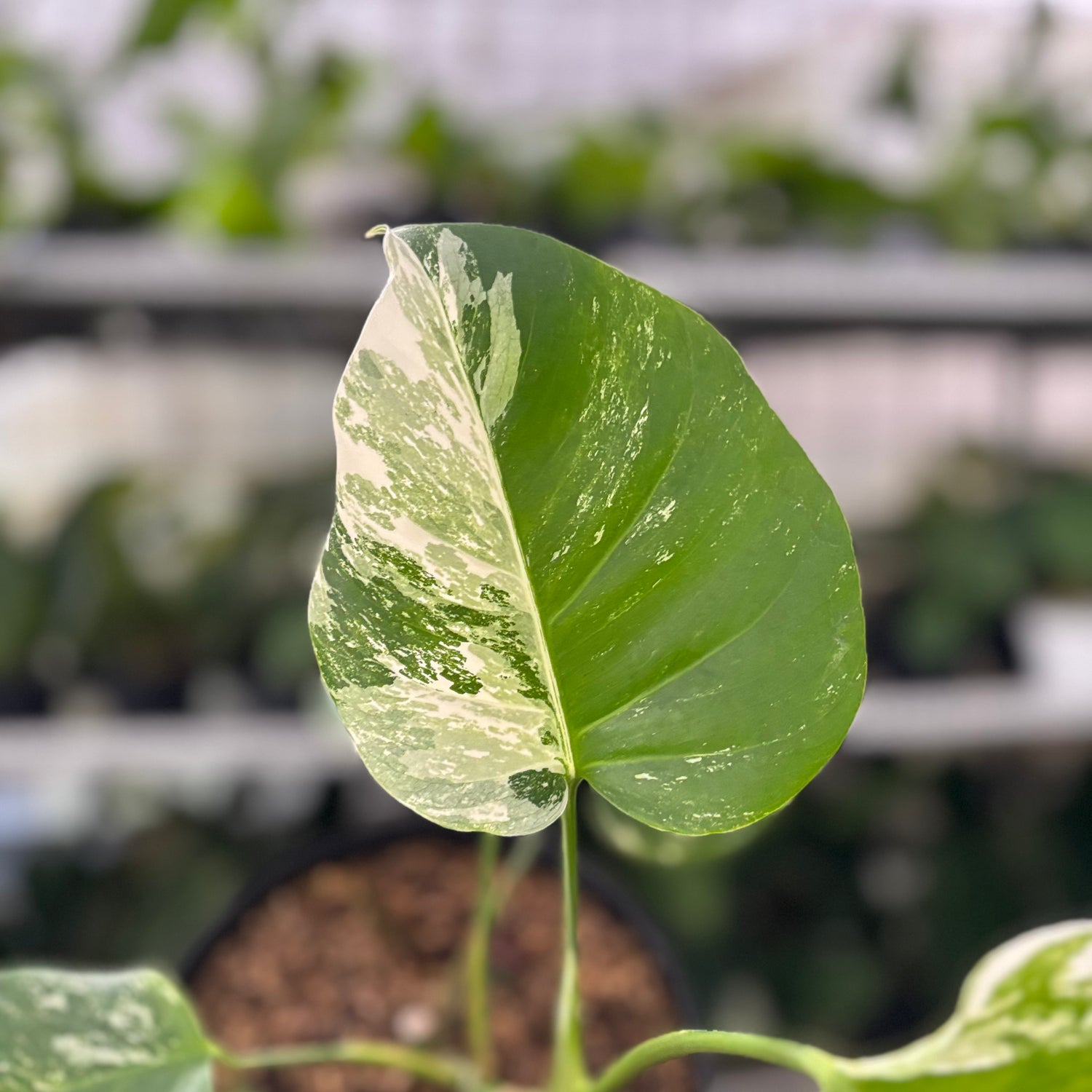 RP34-10	Monstera Albo Variegated