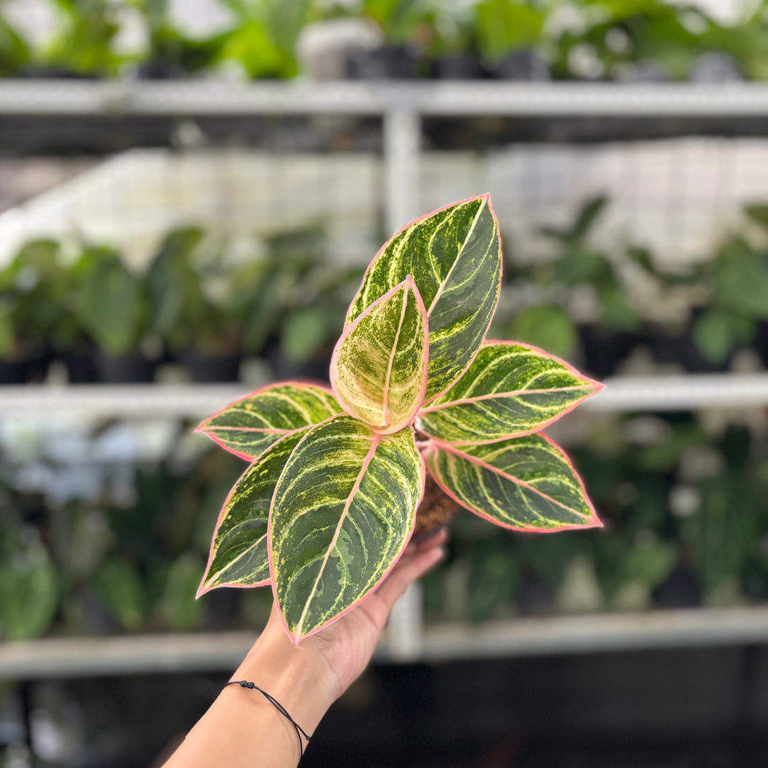 RP35-10 Aglaonema Dejavu