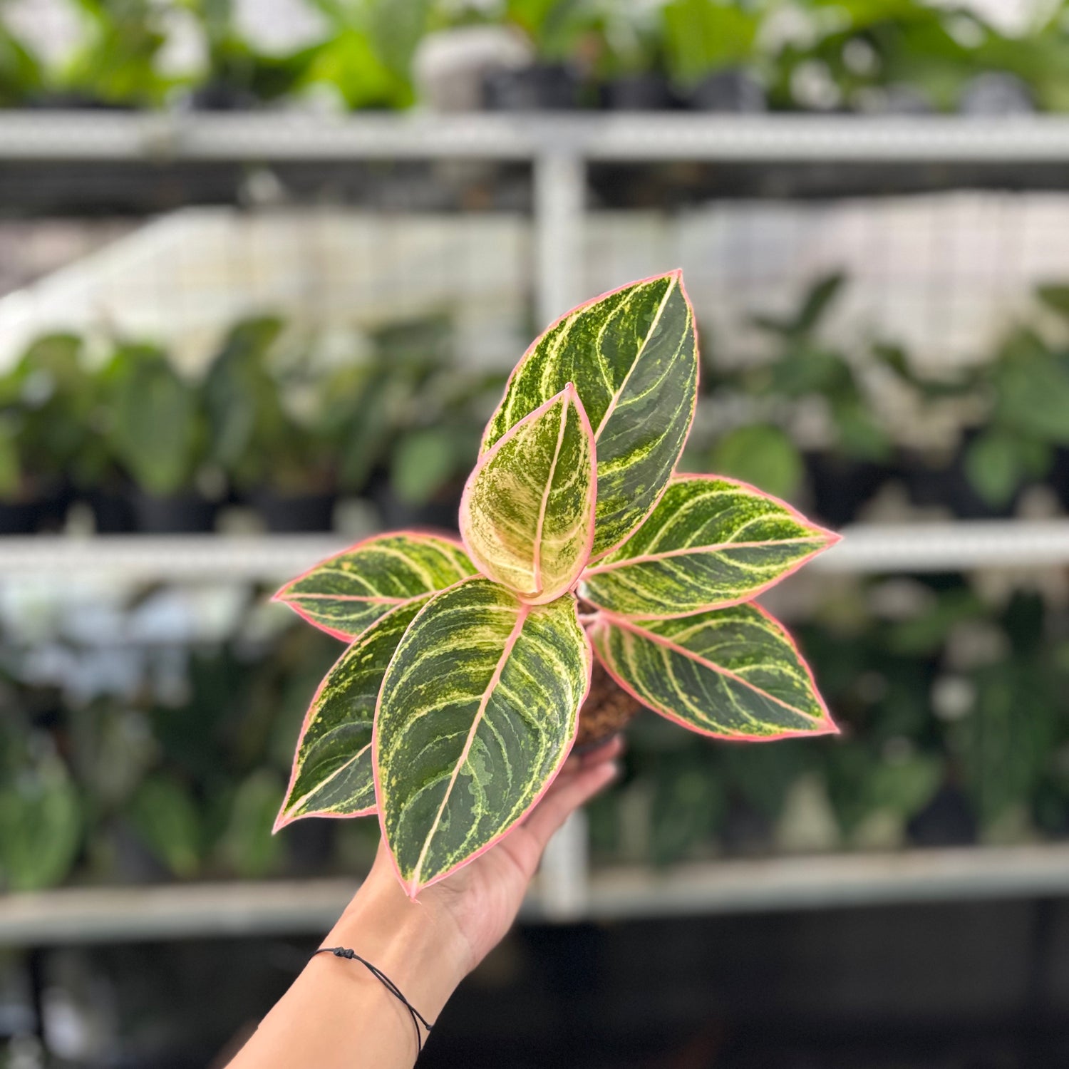 RP35-10 Aglaonema Dejavu