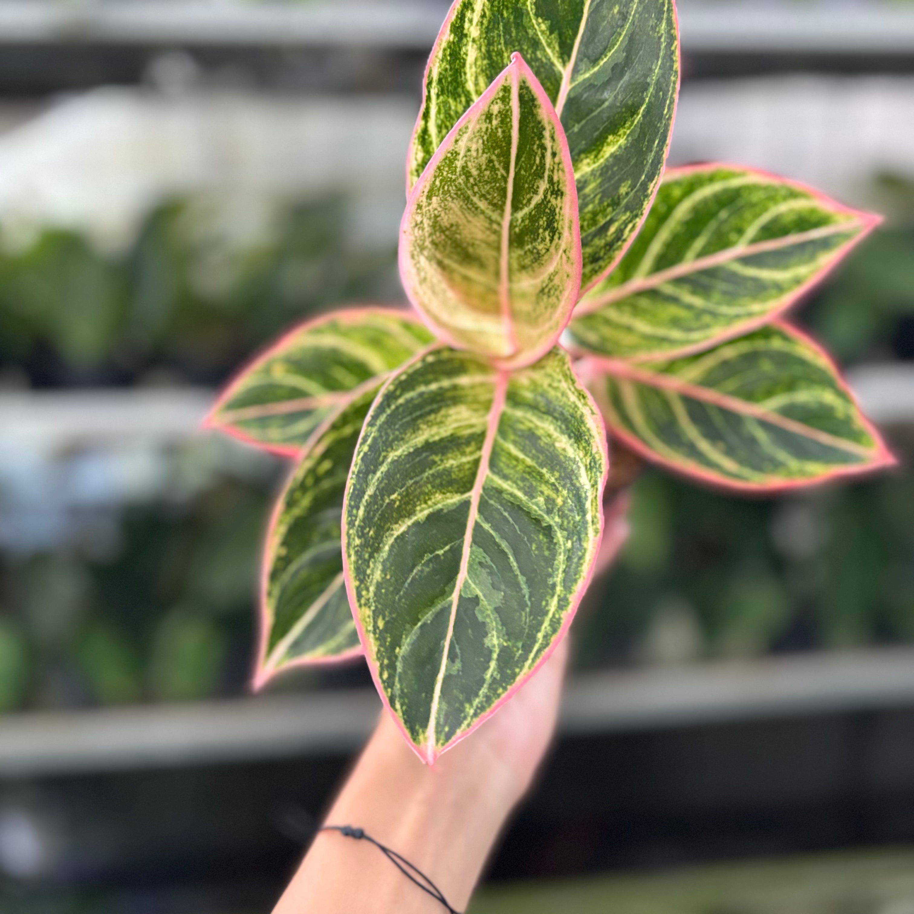 RP35-10 Aglaonema Dejavu