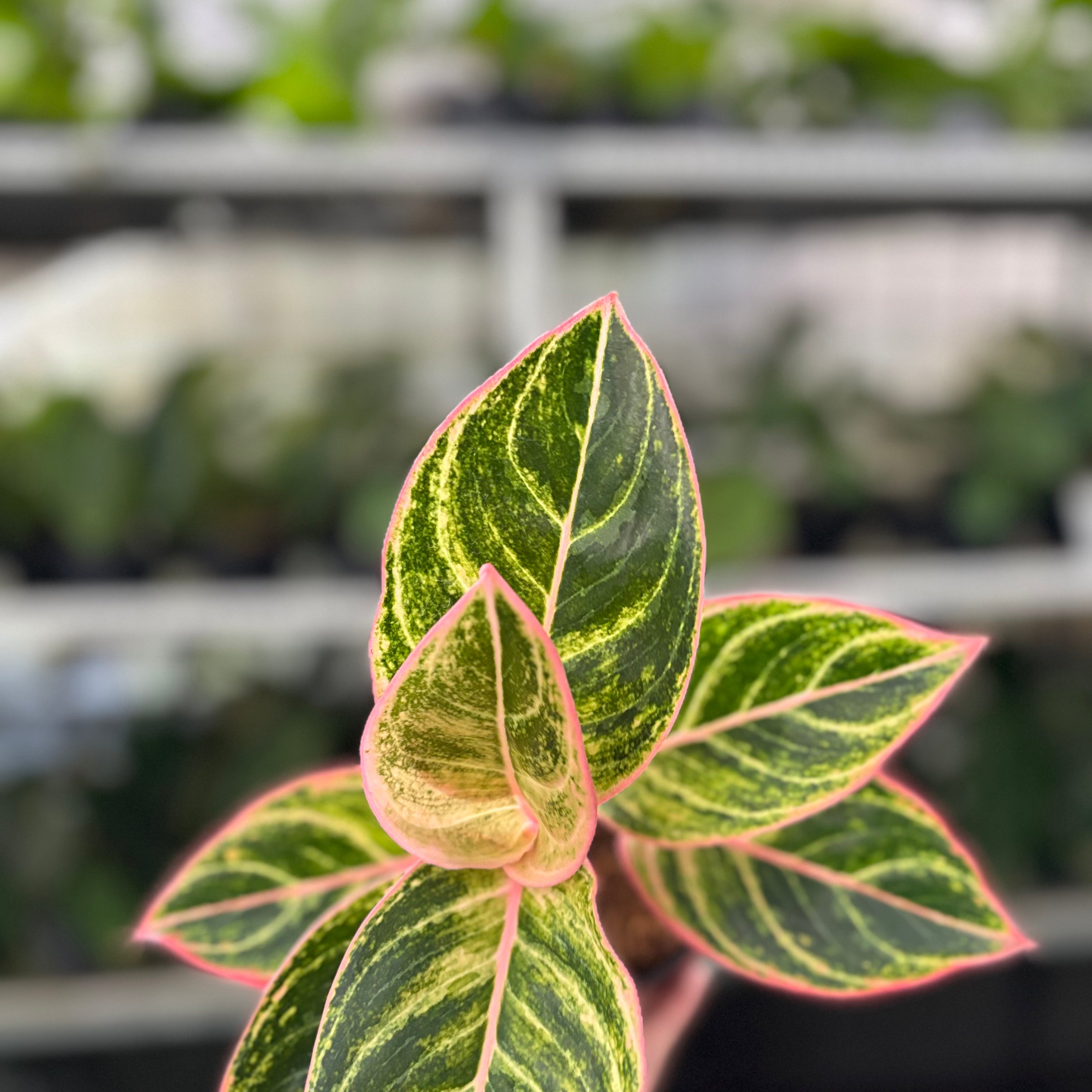 RP35-10 Aglaonema Dejavu