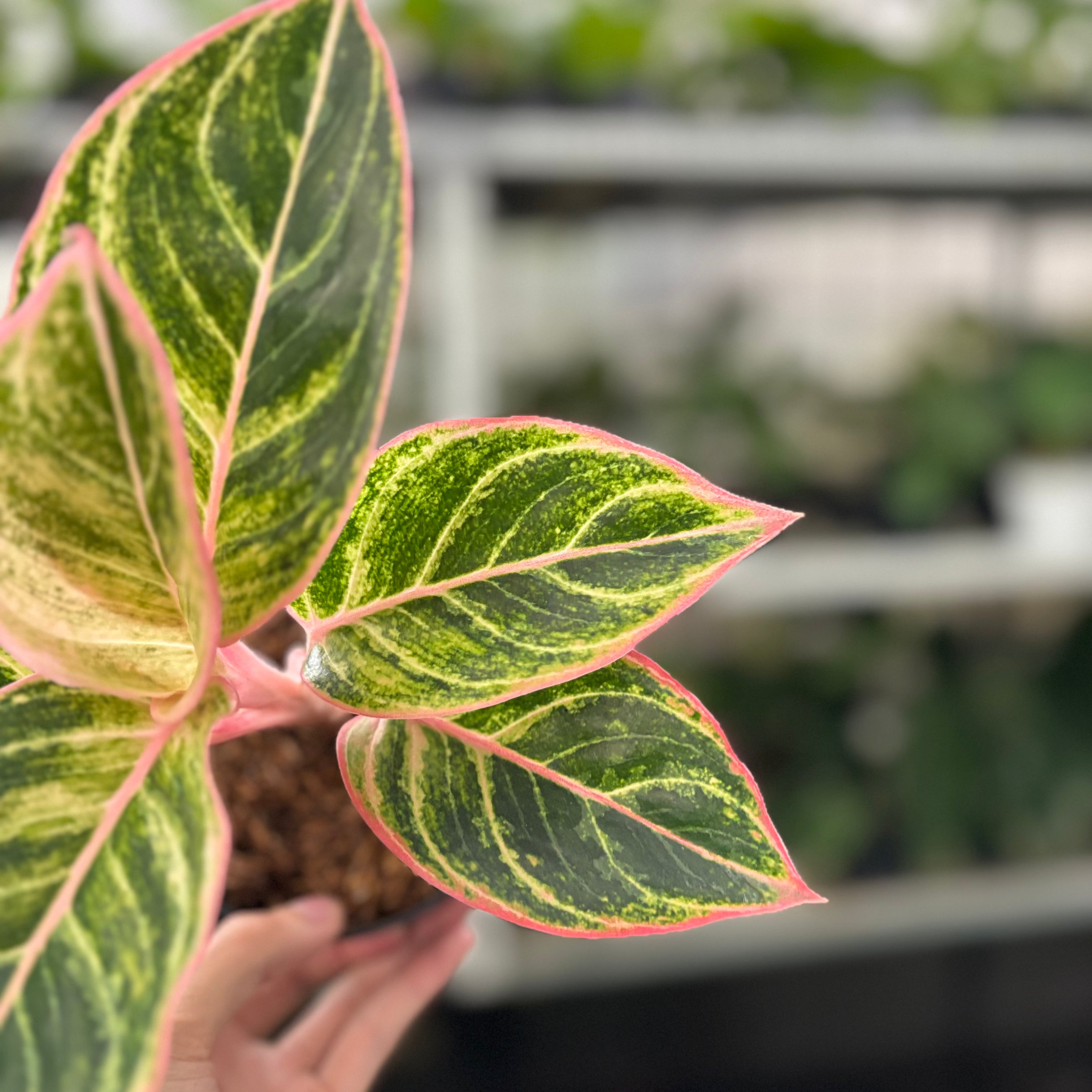 RP35-10 Aglaonema Dejavu