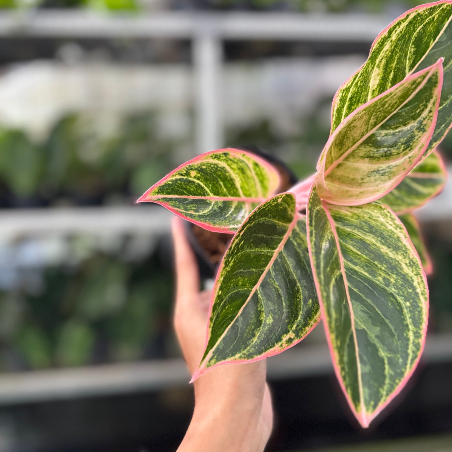 RP35-10 Aglaonema Dejavu