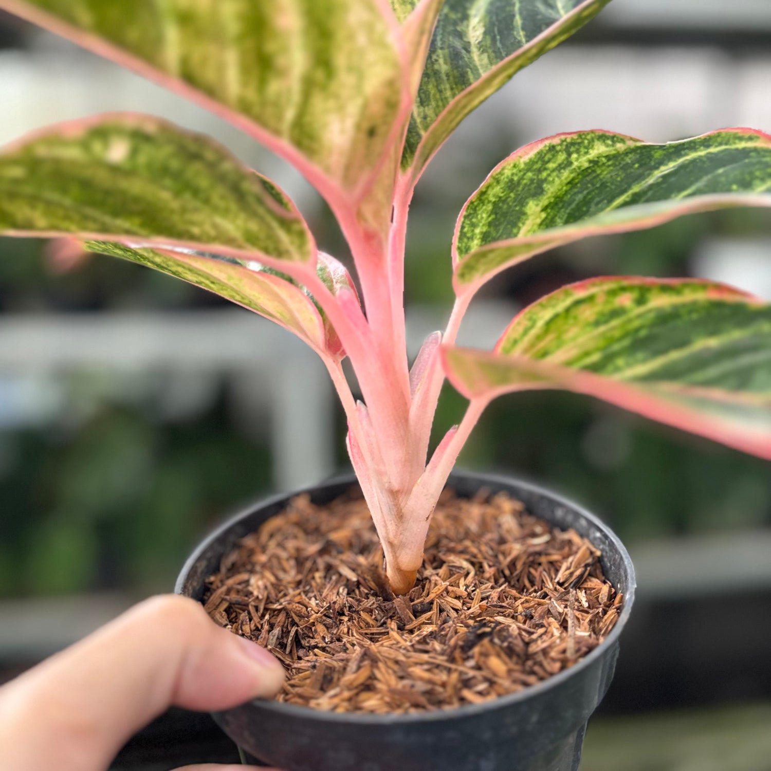 RP35-10 Aglaonema Dejavu