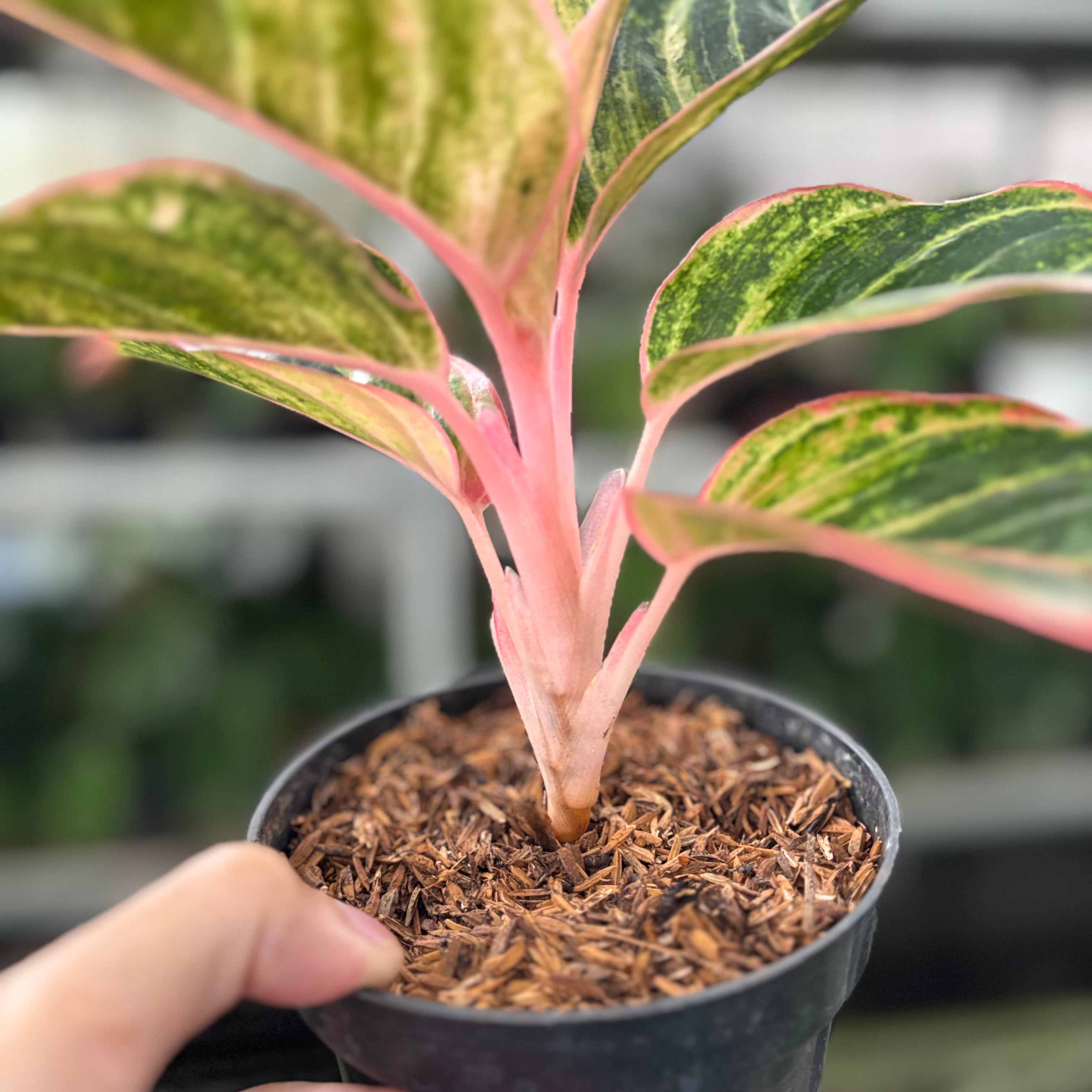 RP35-10 Aglaonema Dejavu