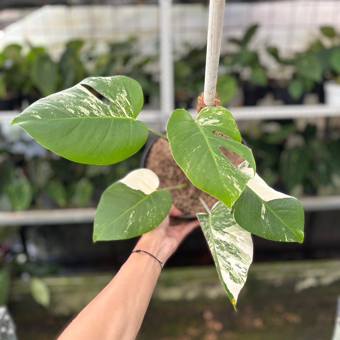 RP36-10 Monstera Albo Variegated