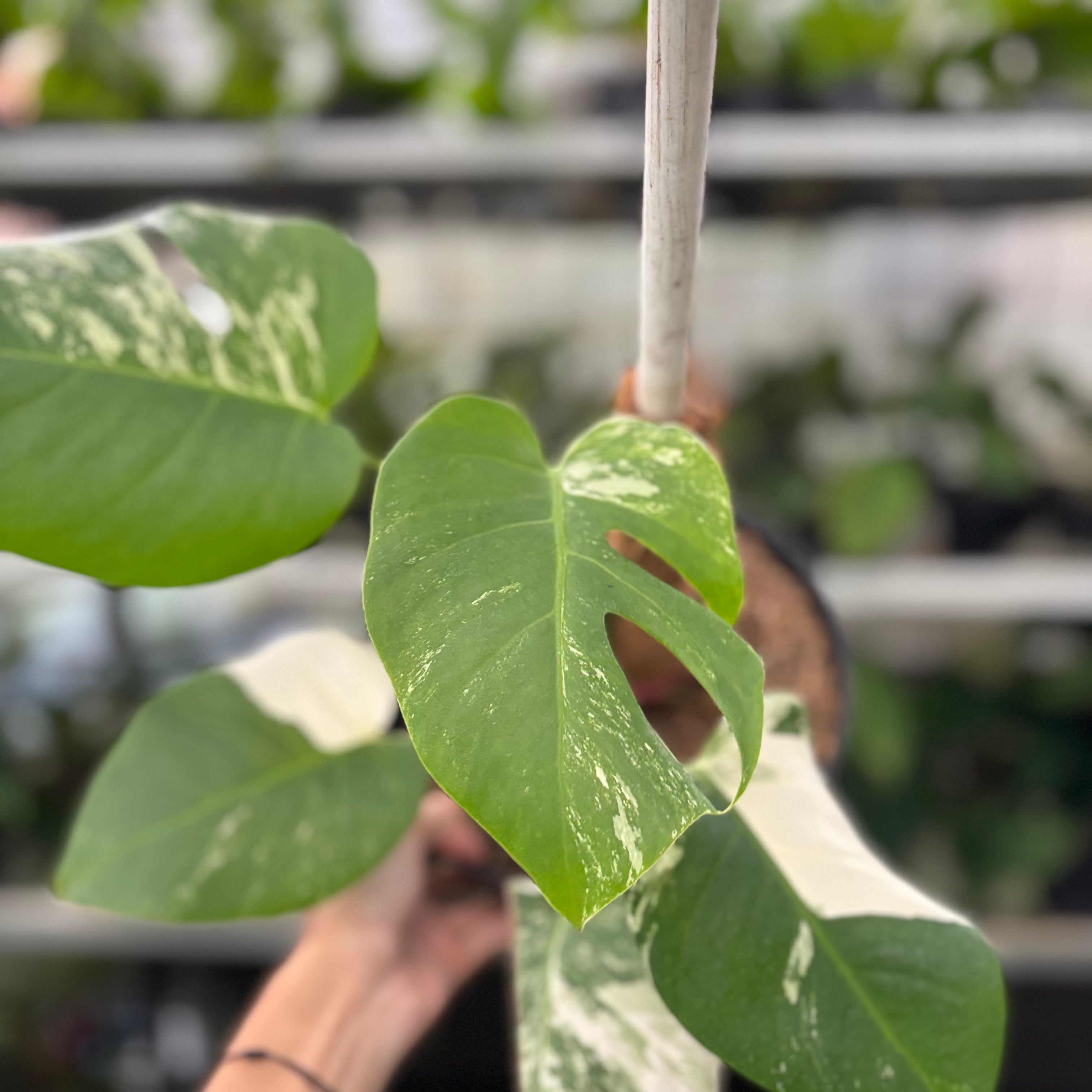 RP36-10 Monstera Albo Variegated