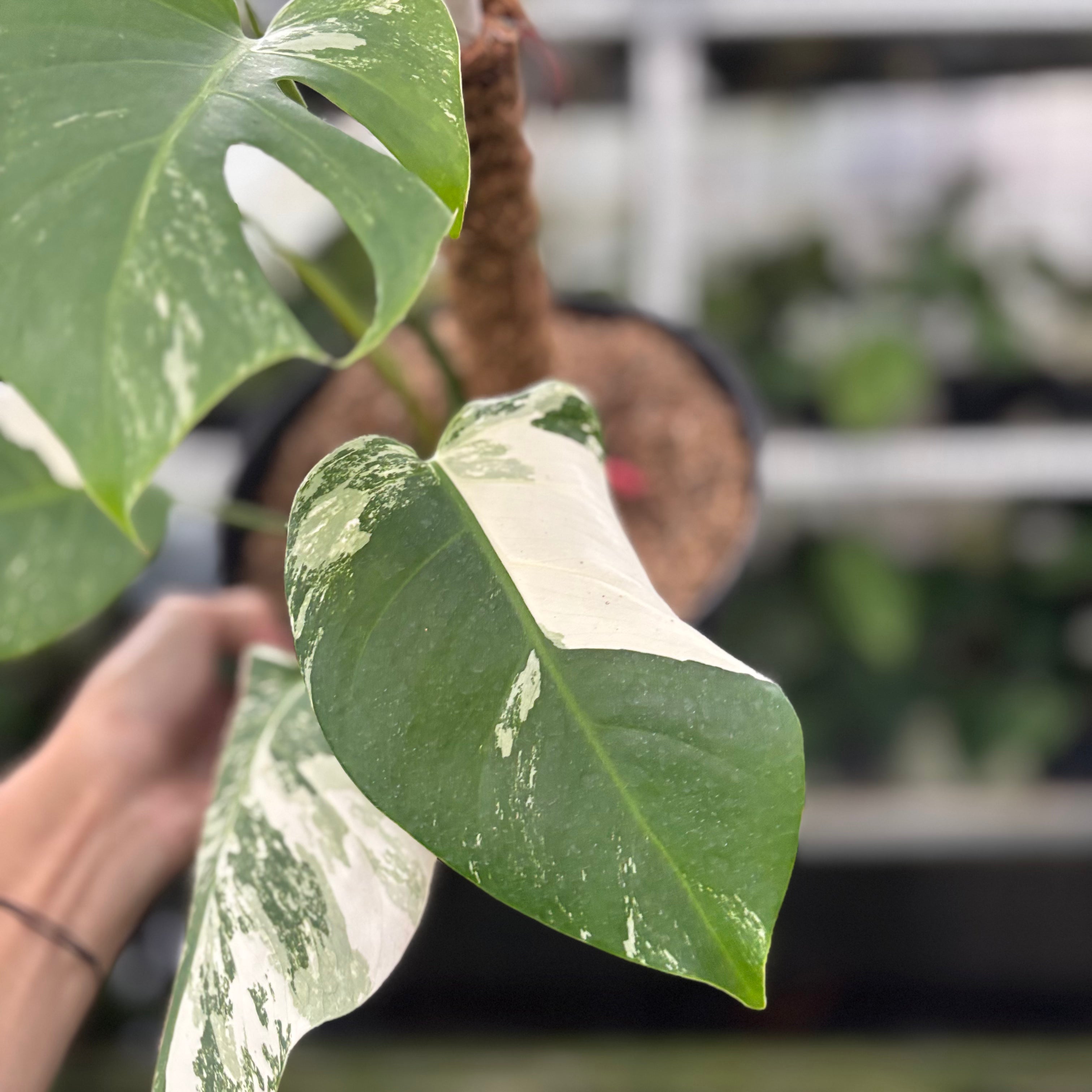RP36-10 Monstera Albo Variegated