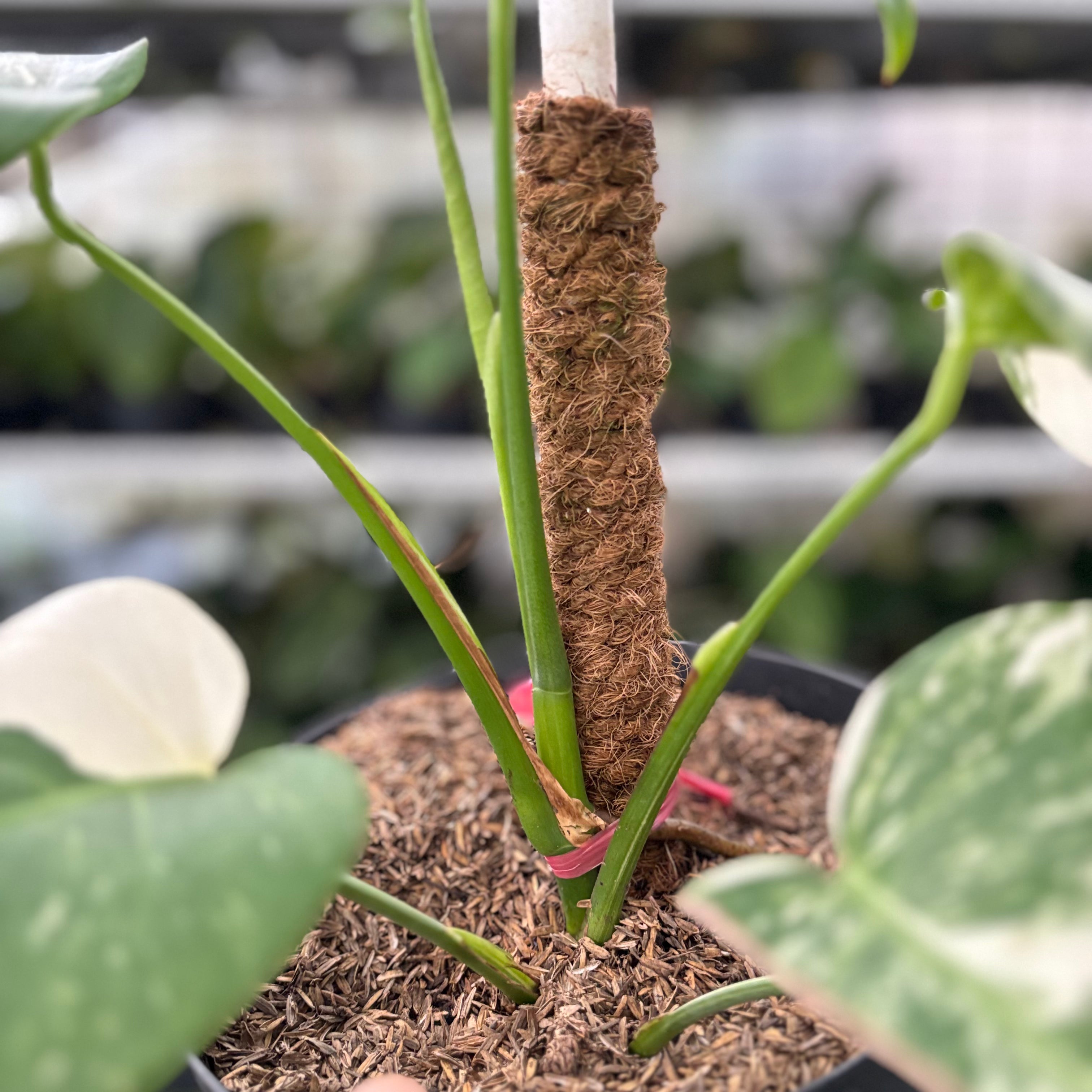 RP36-10 Monstera Albo Variegated