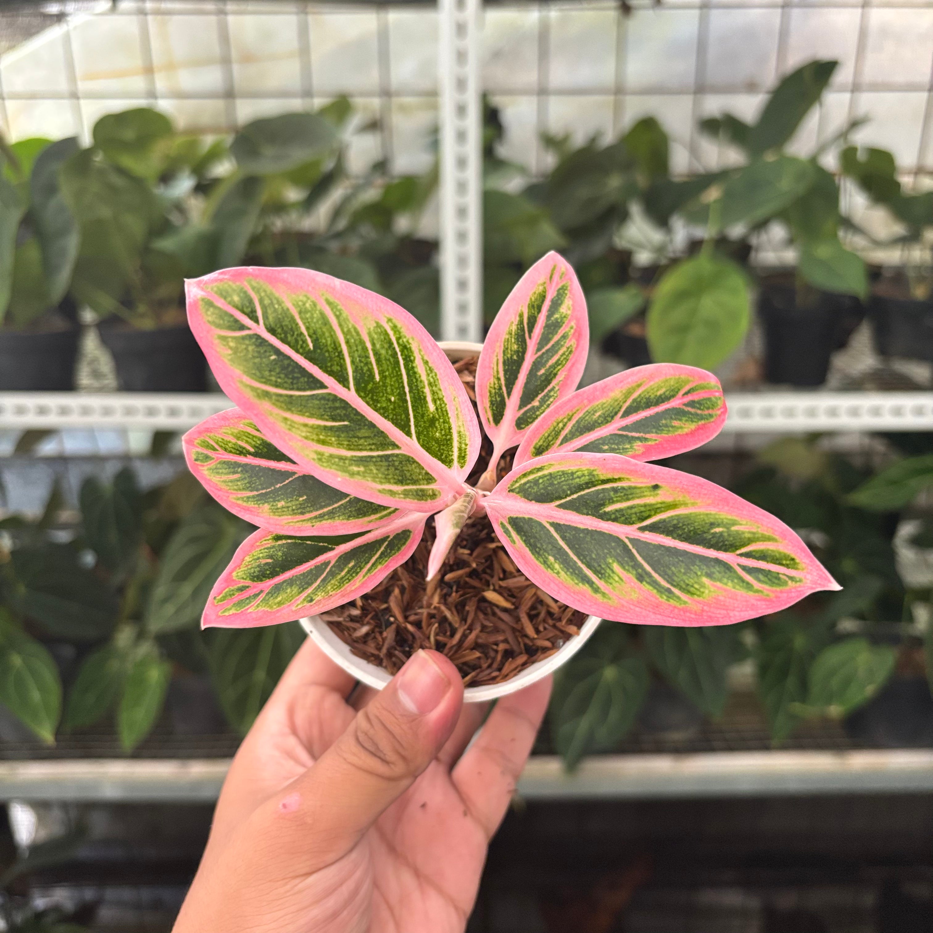 RP37-10 Aglaonema Lotus Delight