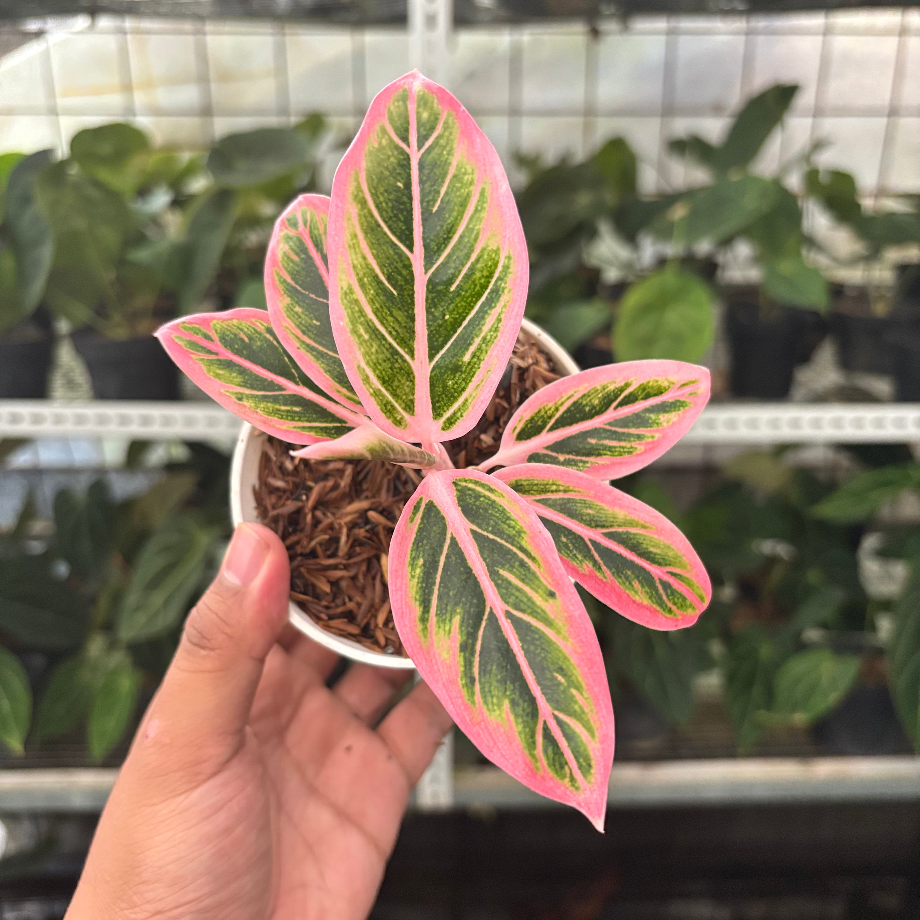 RP37-10 Aglaonema Lotus Delight