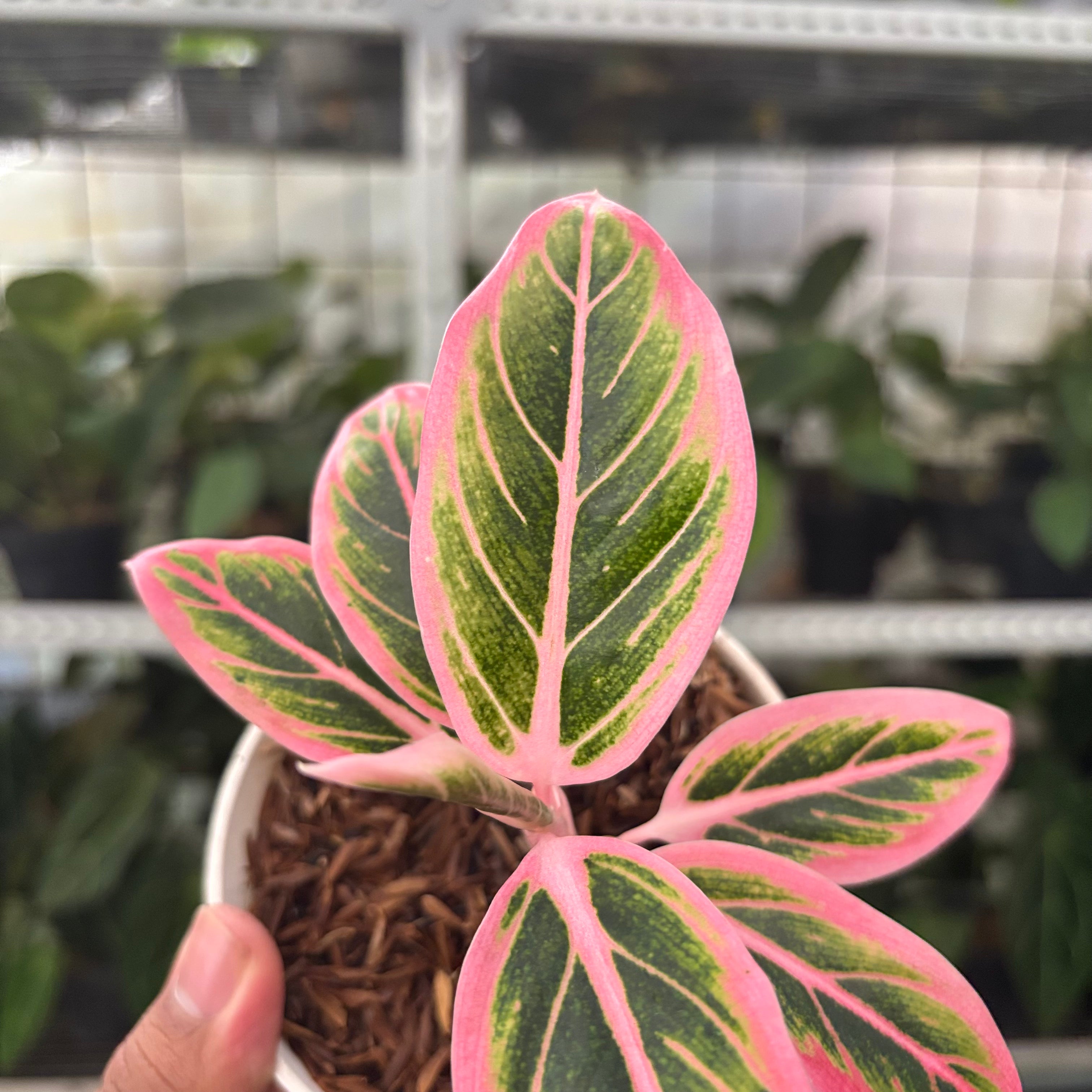 RP37-10 Aglaonema Lotus Delight