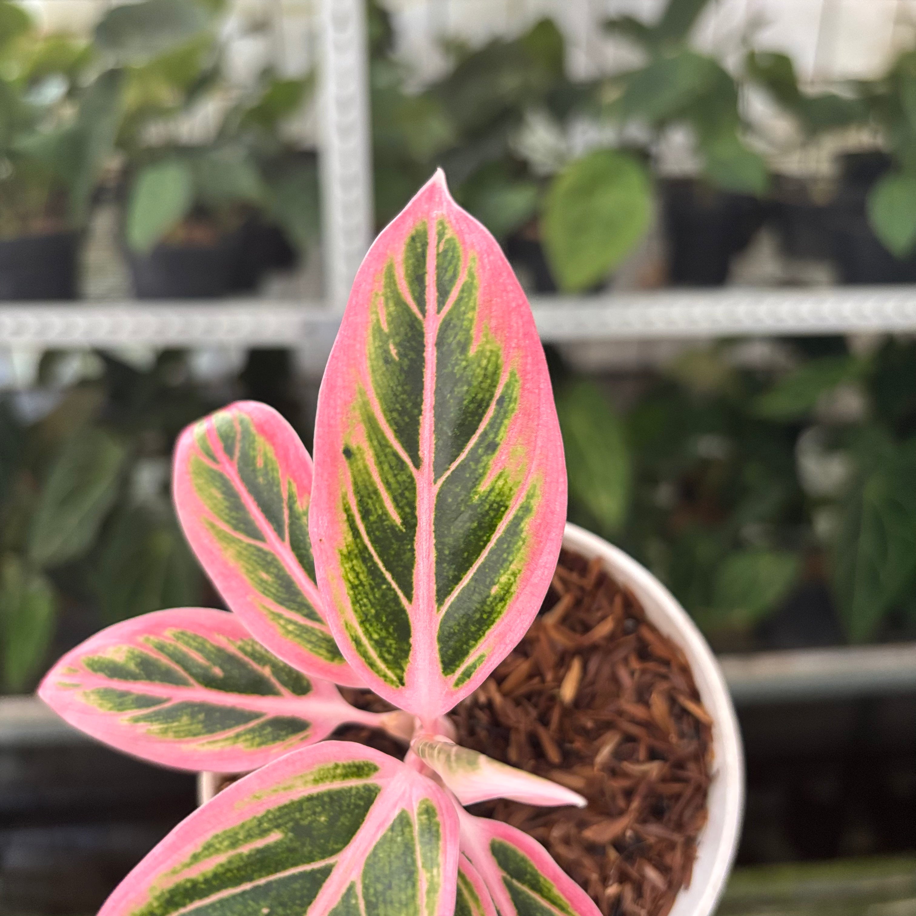 RP37-10 Aglaonema Lotus Delight