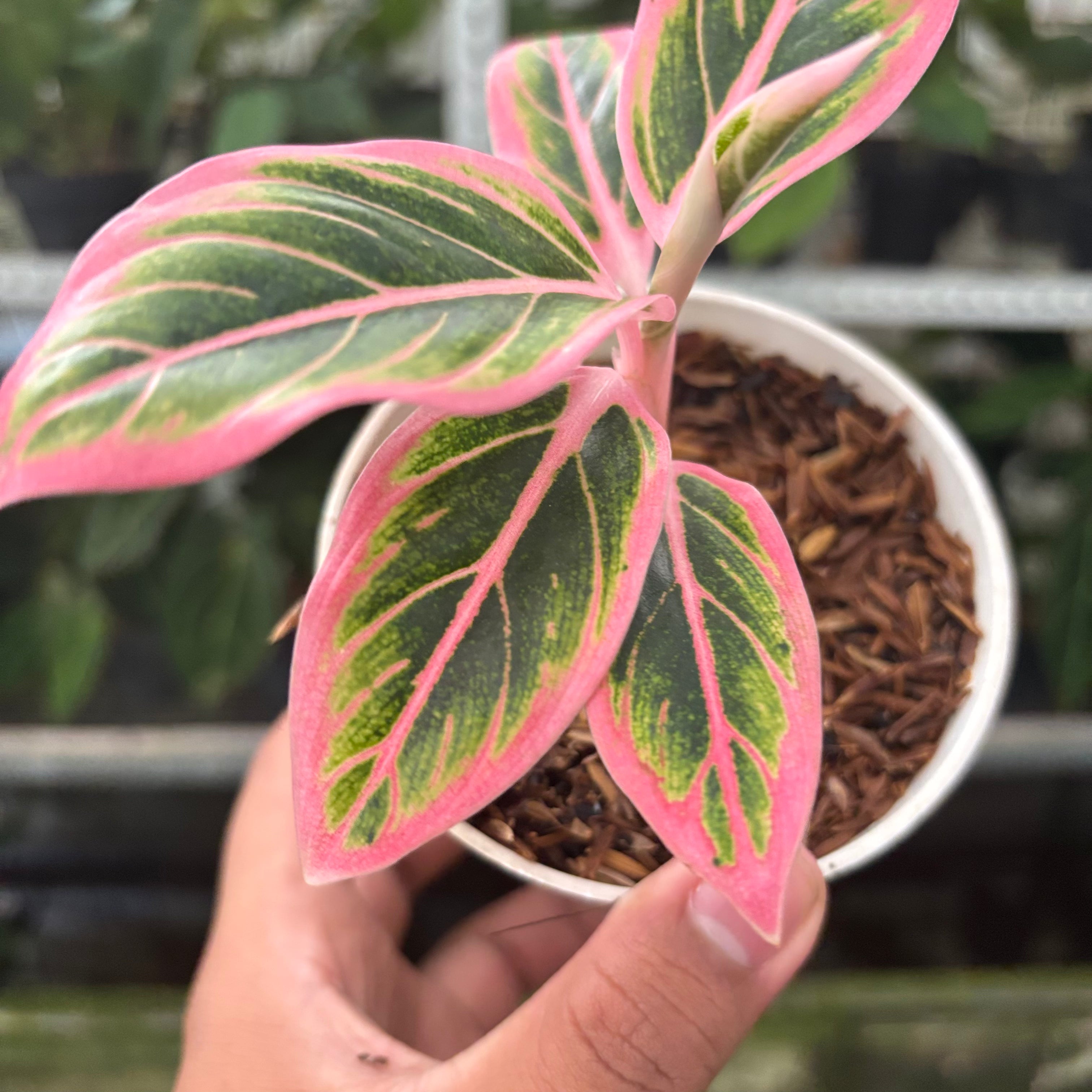 RP37-10 Aglaonema Lotus Delight