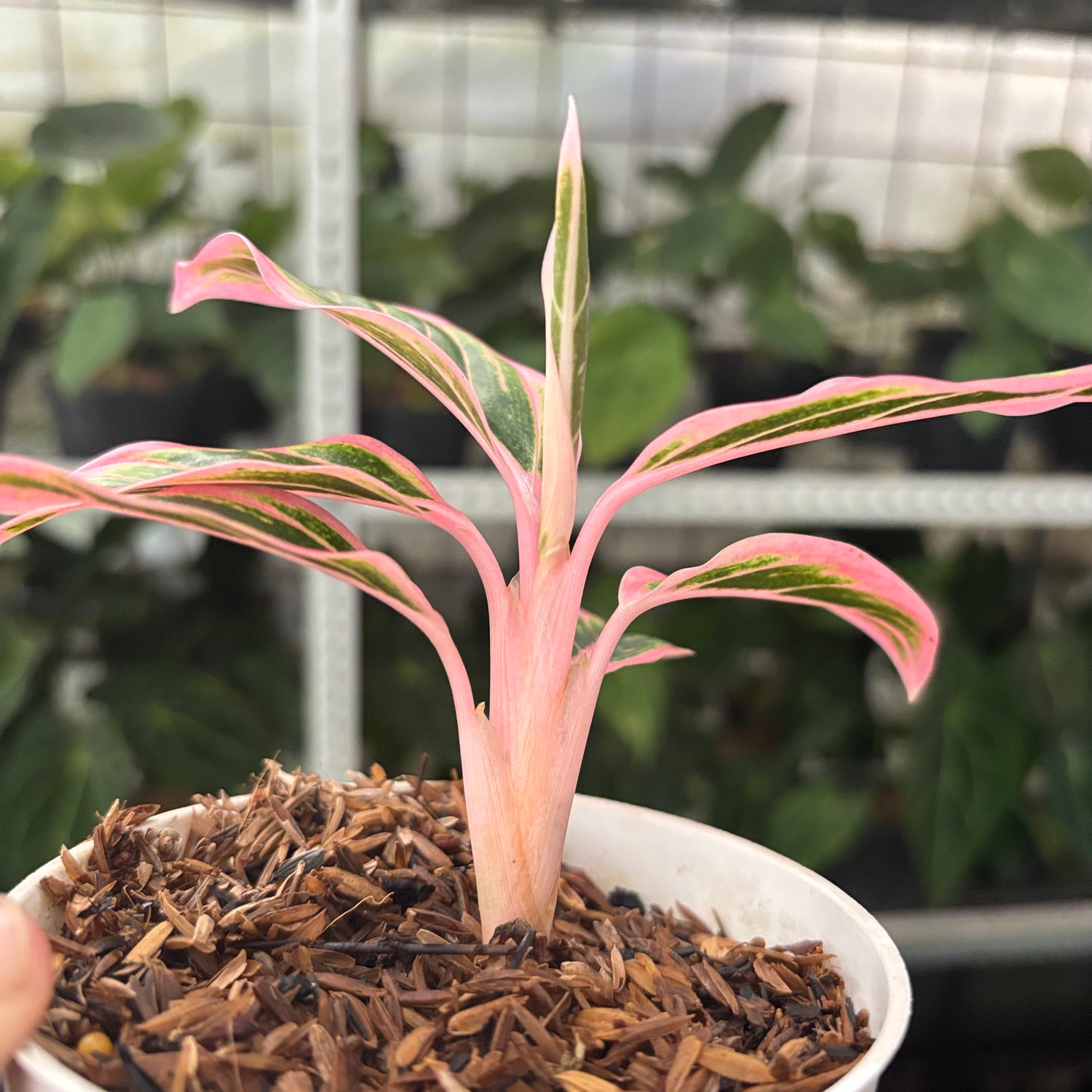 RP37-10 Aglaonema Lotus Delight