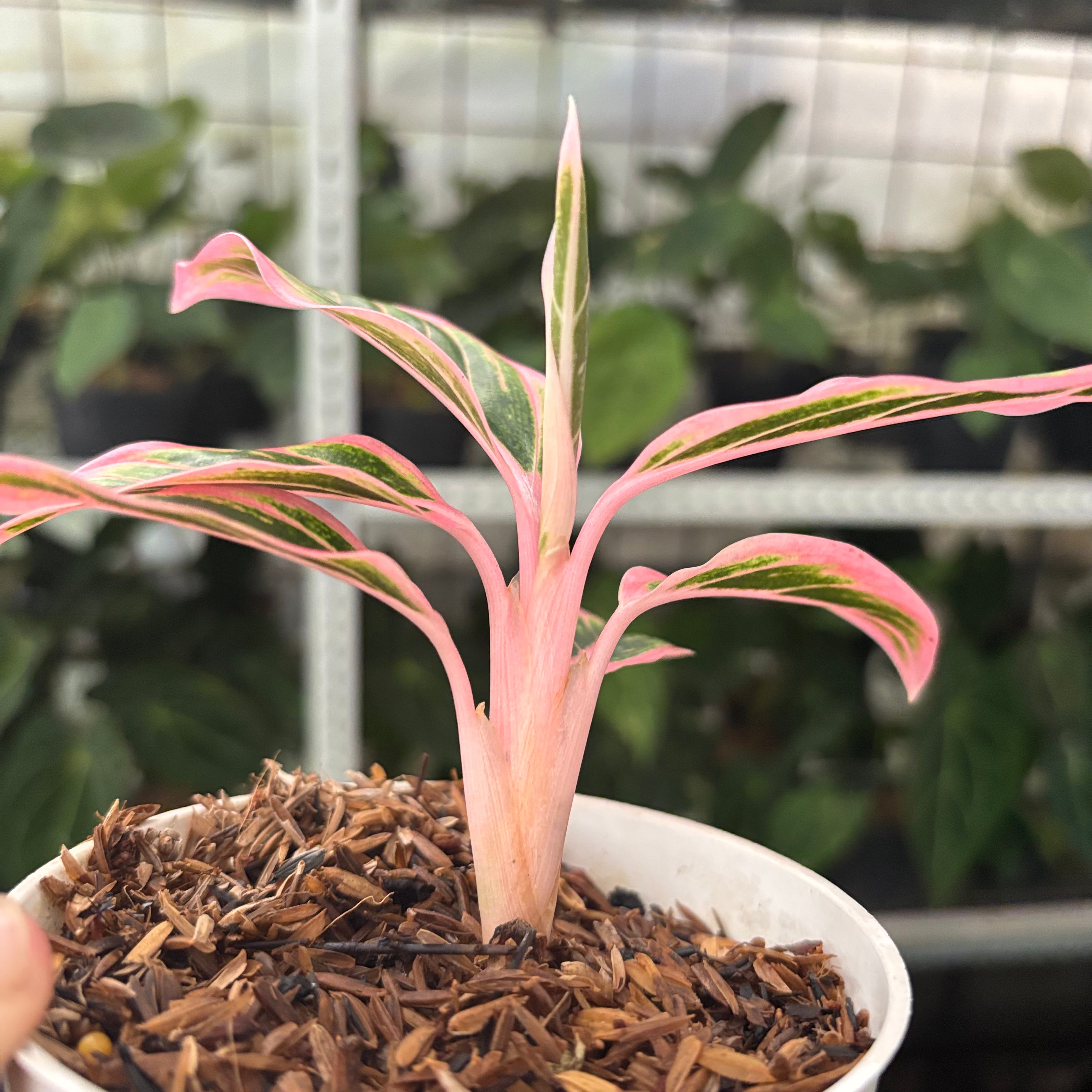 RP37-10 Aglaonema Lotus Delight