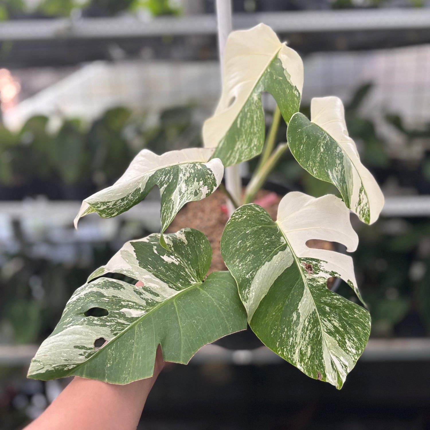RP38-10 Monstera Albo White Tiger