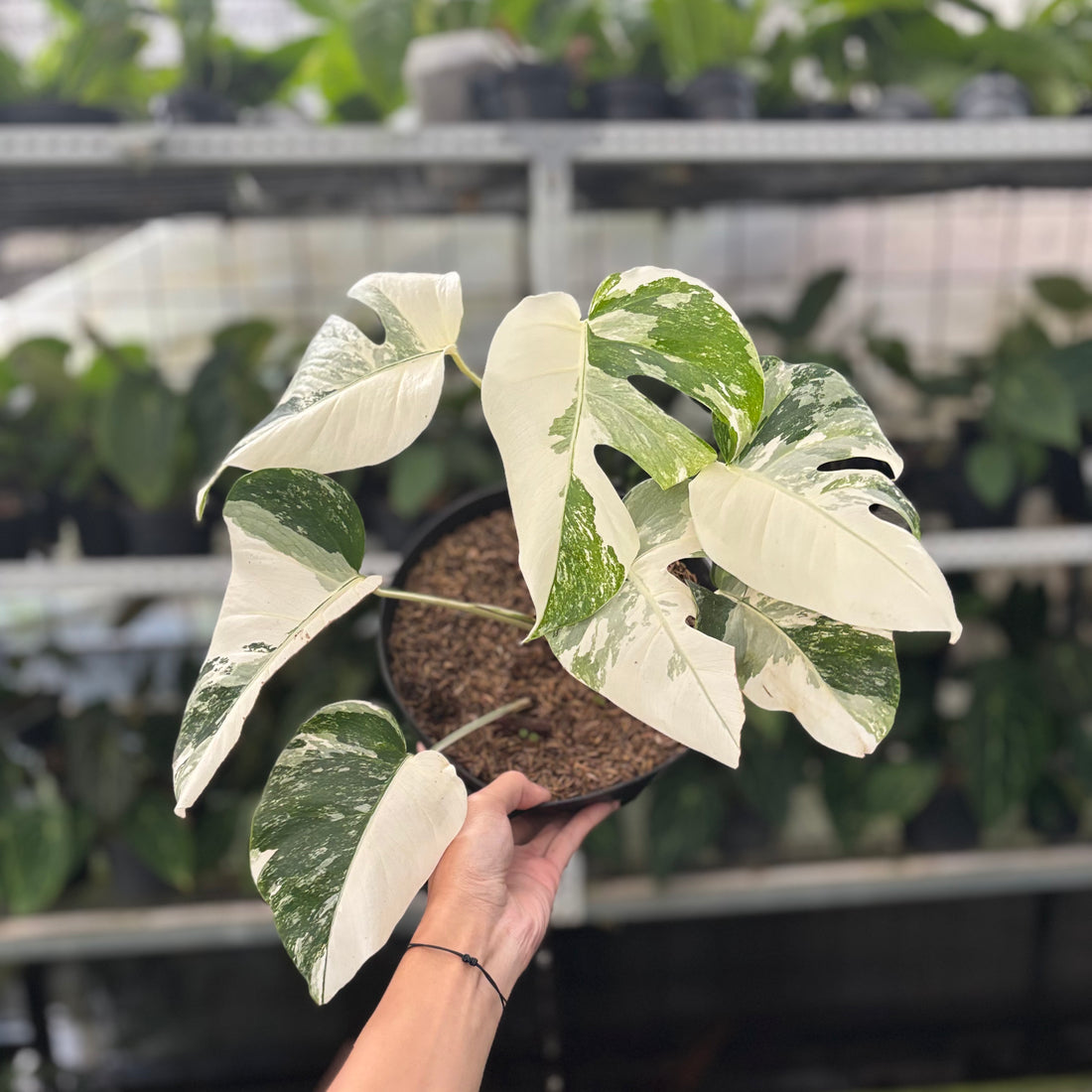Rp44-10	Monstera Albo White Tiger