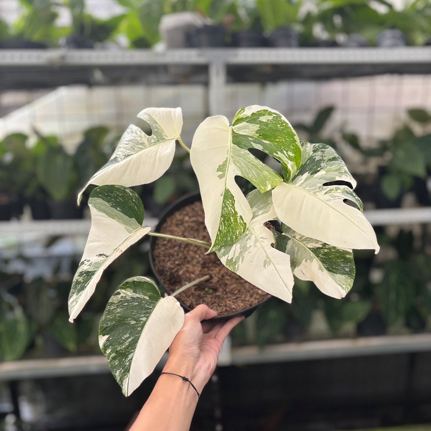 Rp44-10	Monstera Albo White Tiger