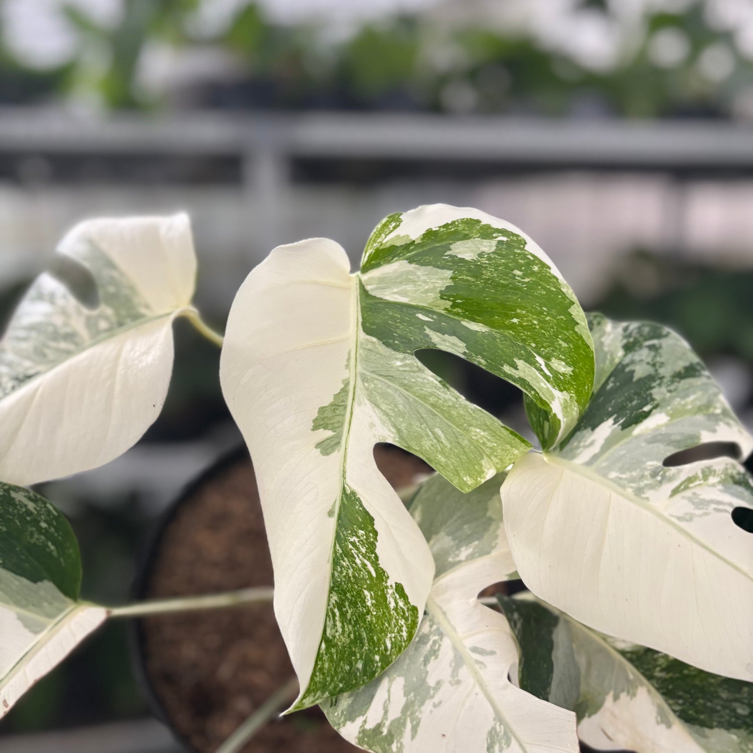Rp44-10	Monstera Albo White Tiger