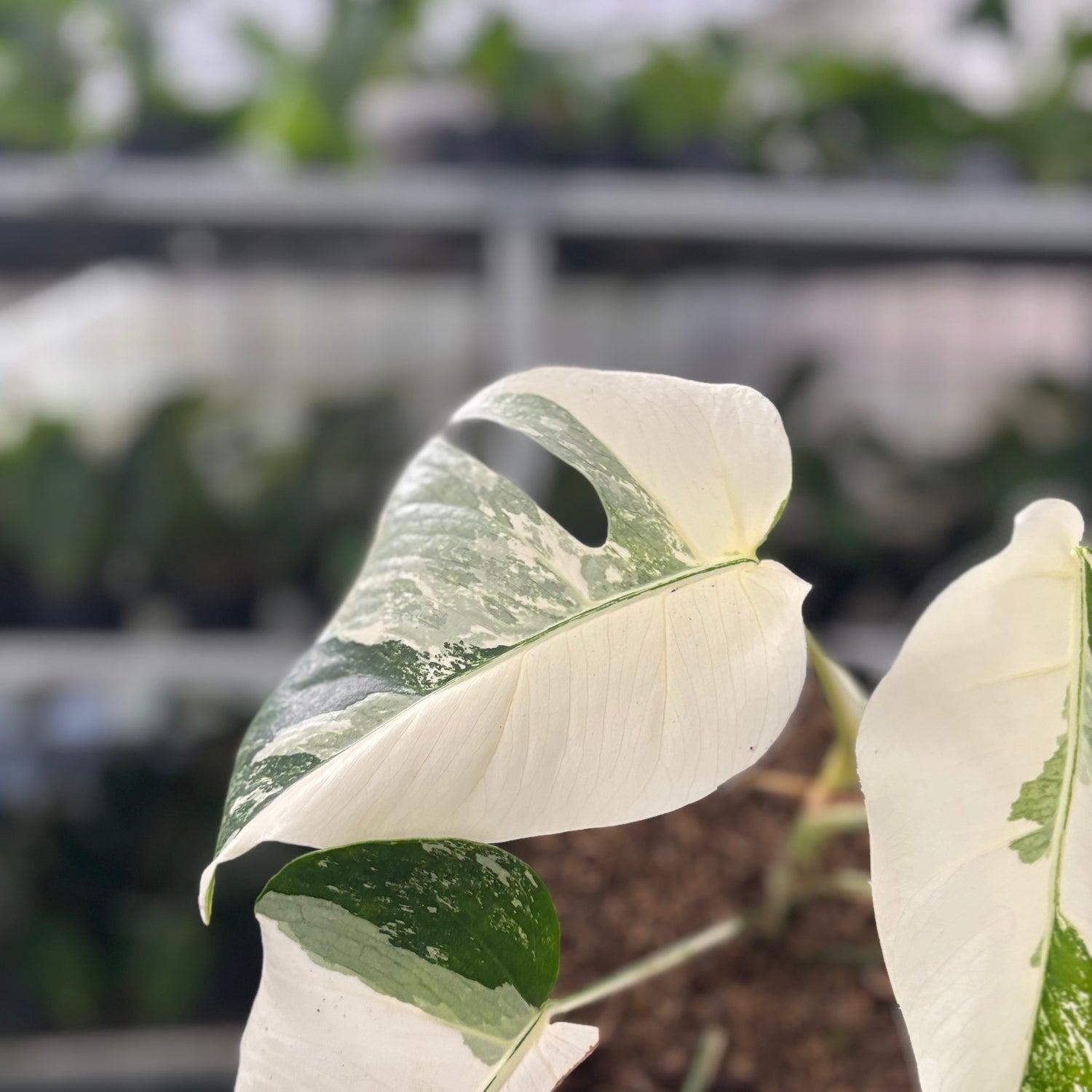 Rp44-10	Monstera Albo White Tiger