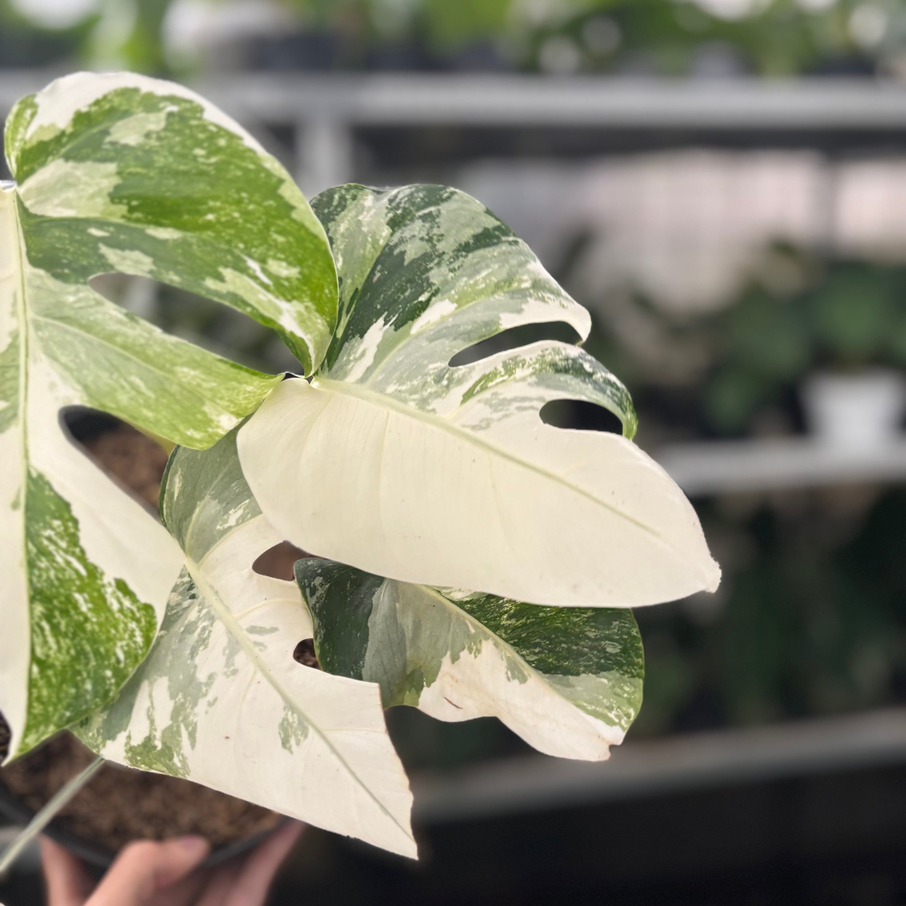 Rp44-10	Monstera Albo White Tiger