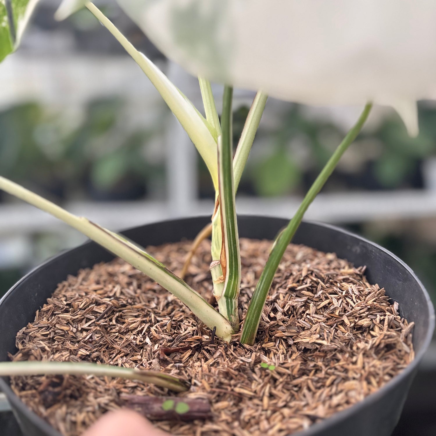 Rp44-10	Monstera Albo White Tiger