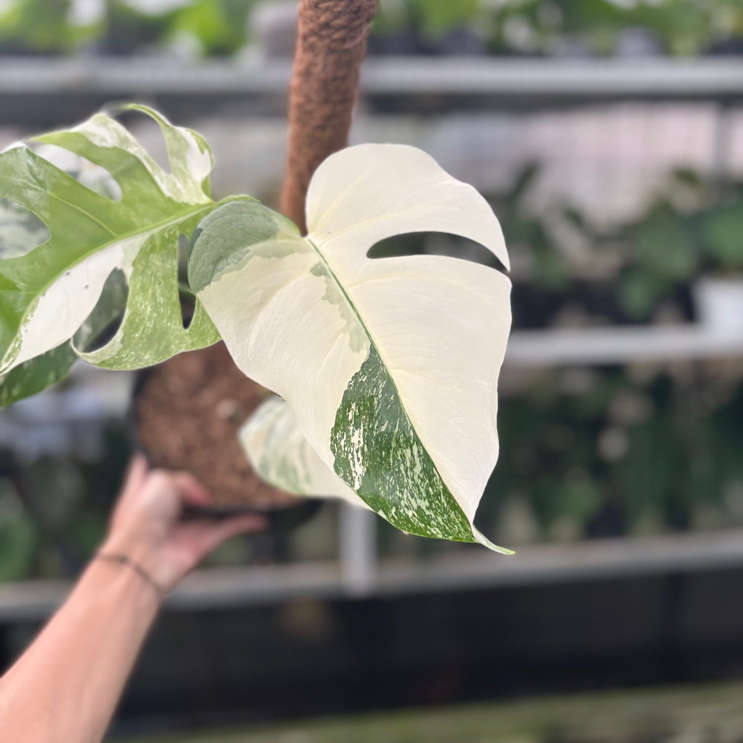 RP43-10	Monstera Albo White Tiger