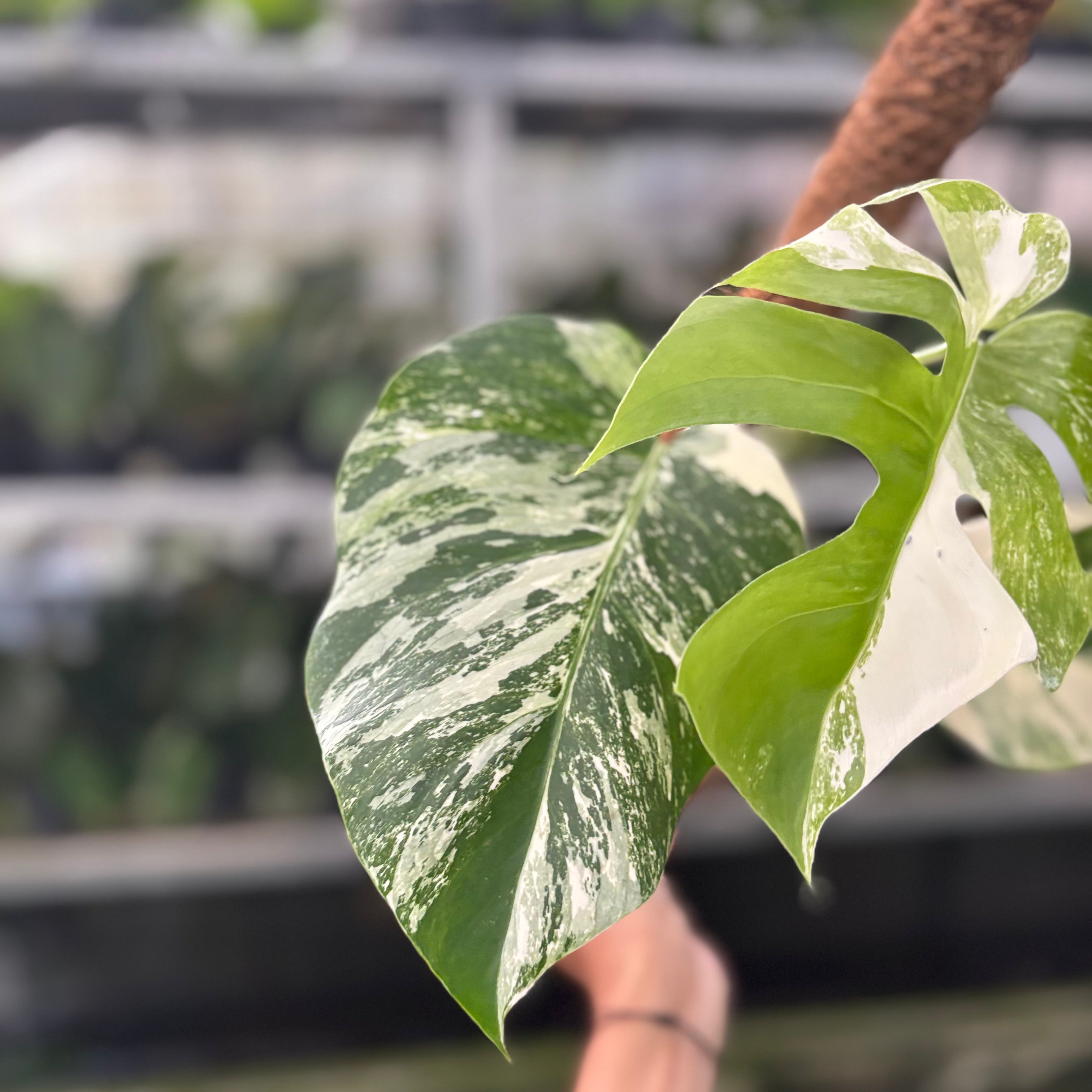 RP43-10	Monstera Albo White Tiger