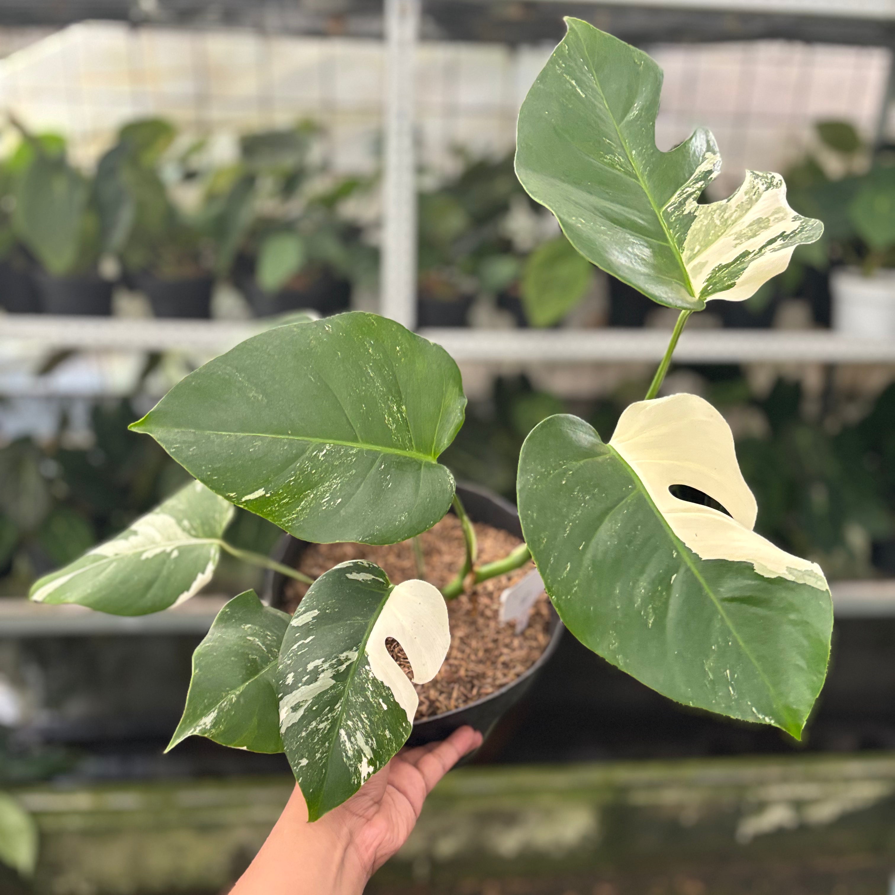 RP42-10	Monstera Albo Variegated