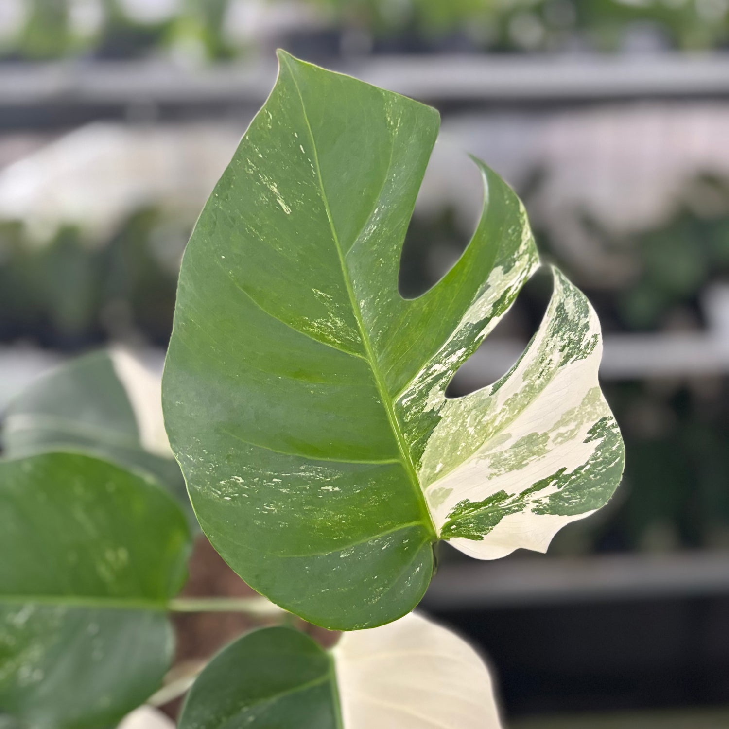 RP42-10	Monstera Albo Variegated