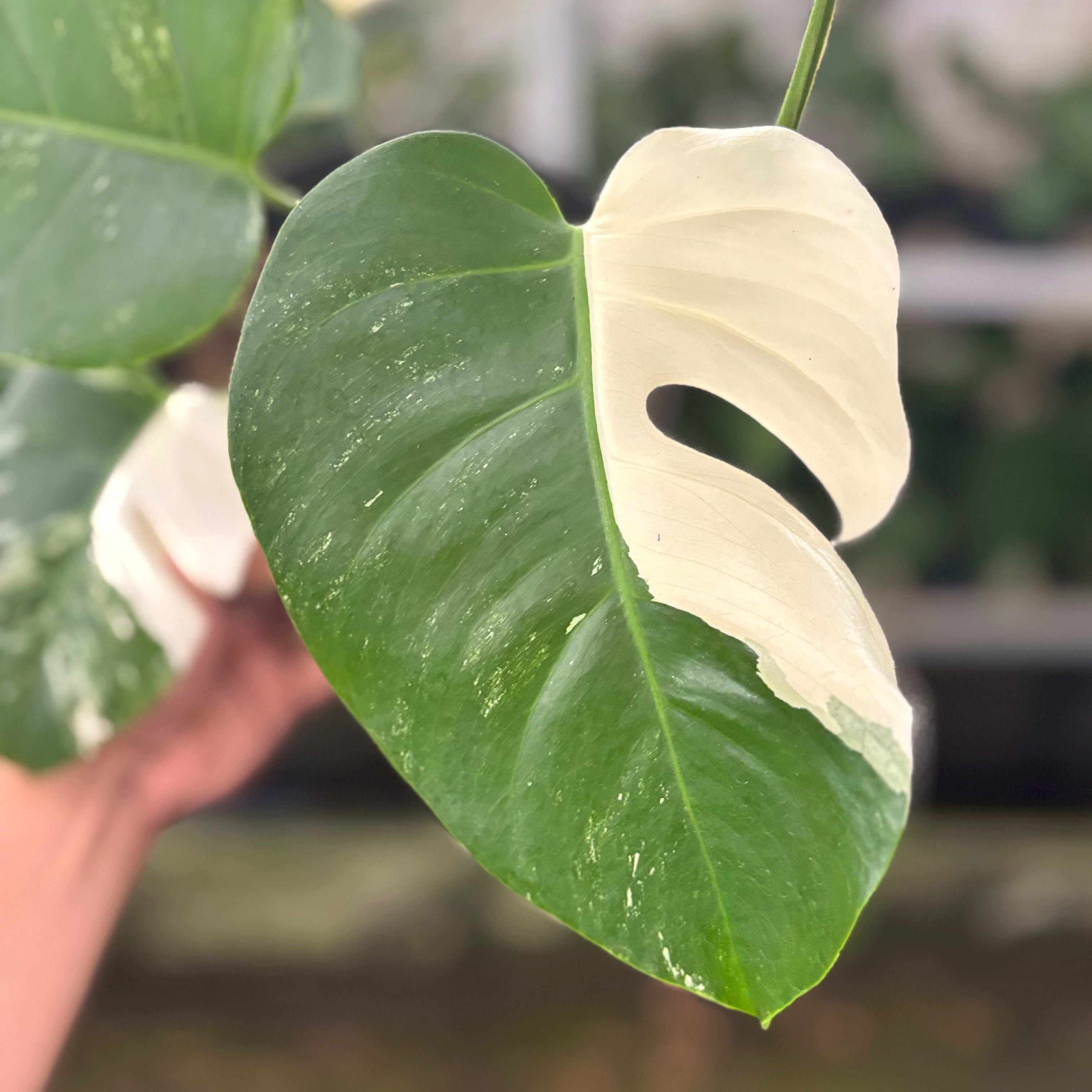 RP42-10	Monstera Albo Variegated