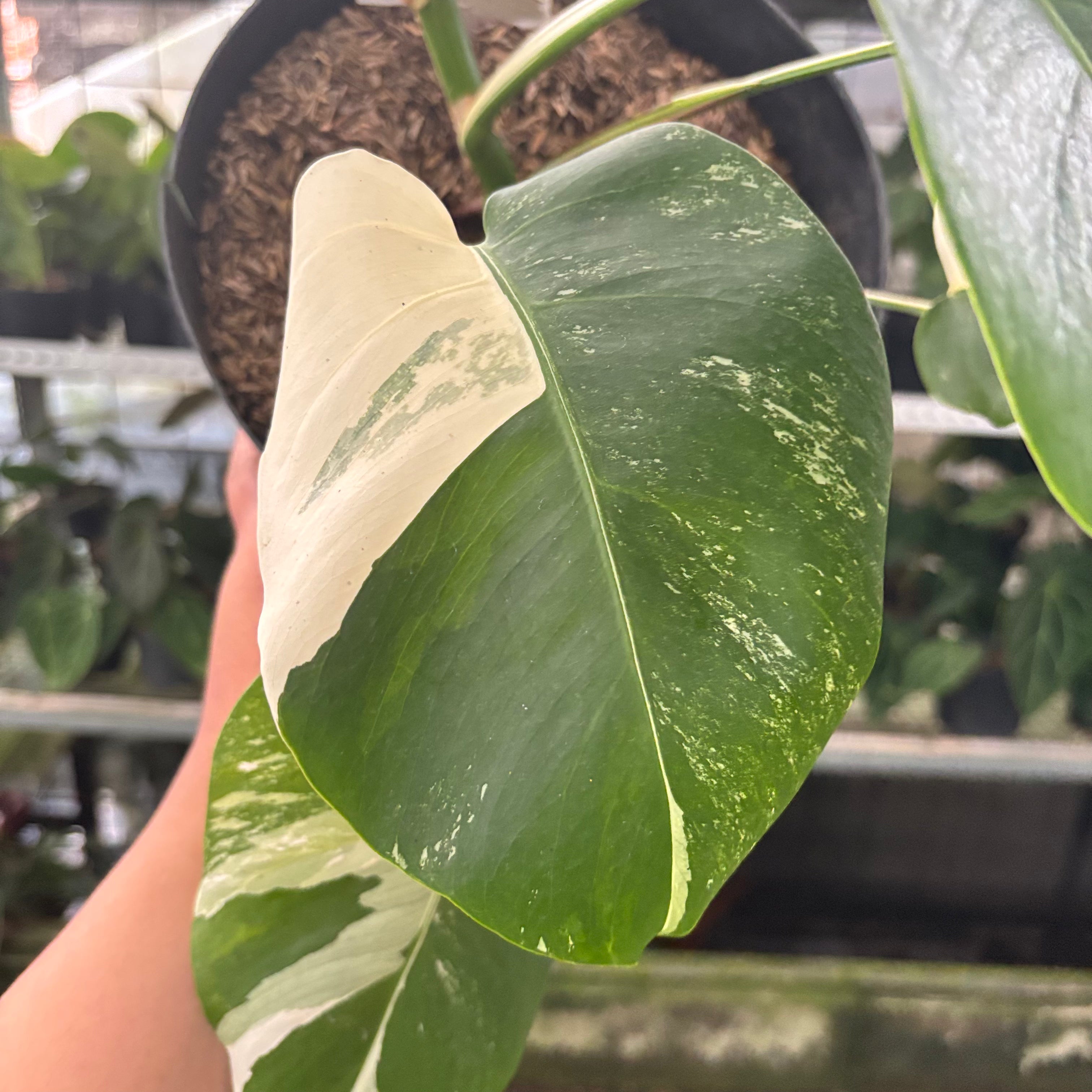 RP42-10	Monstera Albo Variegated