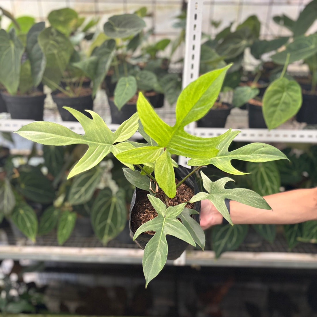 RP41-10 Philodendron Florida Ghost Mature size