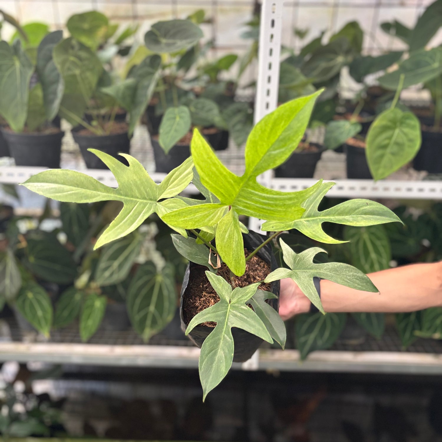 RP41-10 Philodendron Florida Ghost Mature size