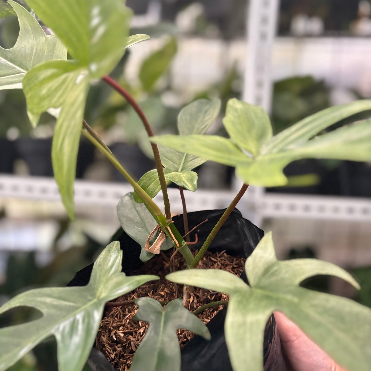 RP41-10 Philodendron Florida Ghost Mature size