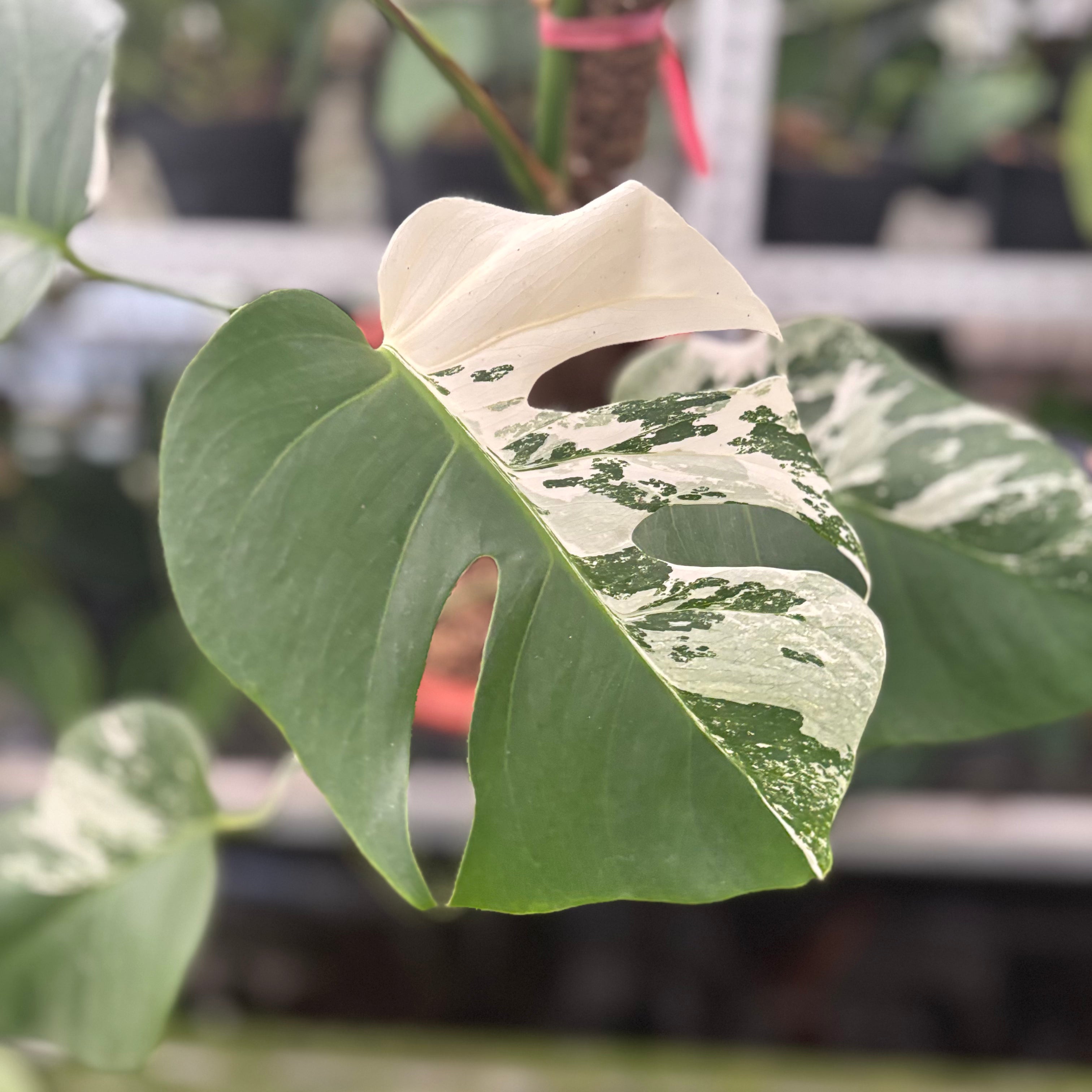 RP40-10	Monstera Albo Variegated