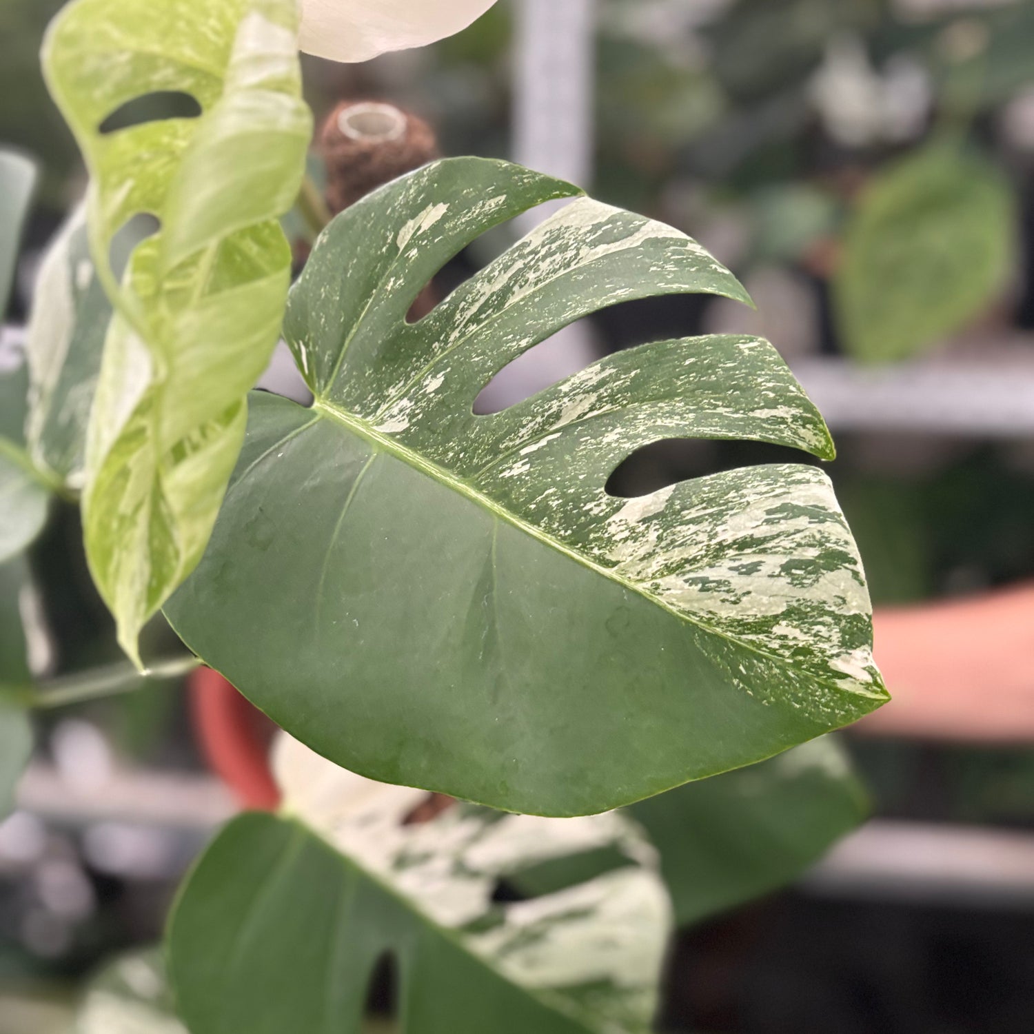 RP40-10	Monstera Albo Variegated