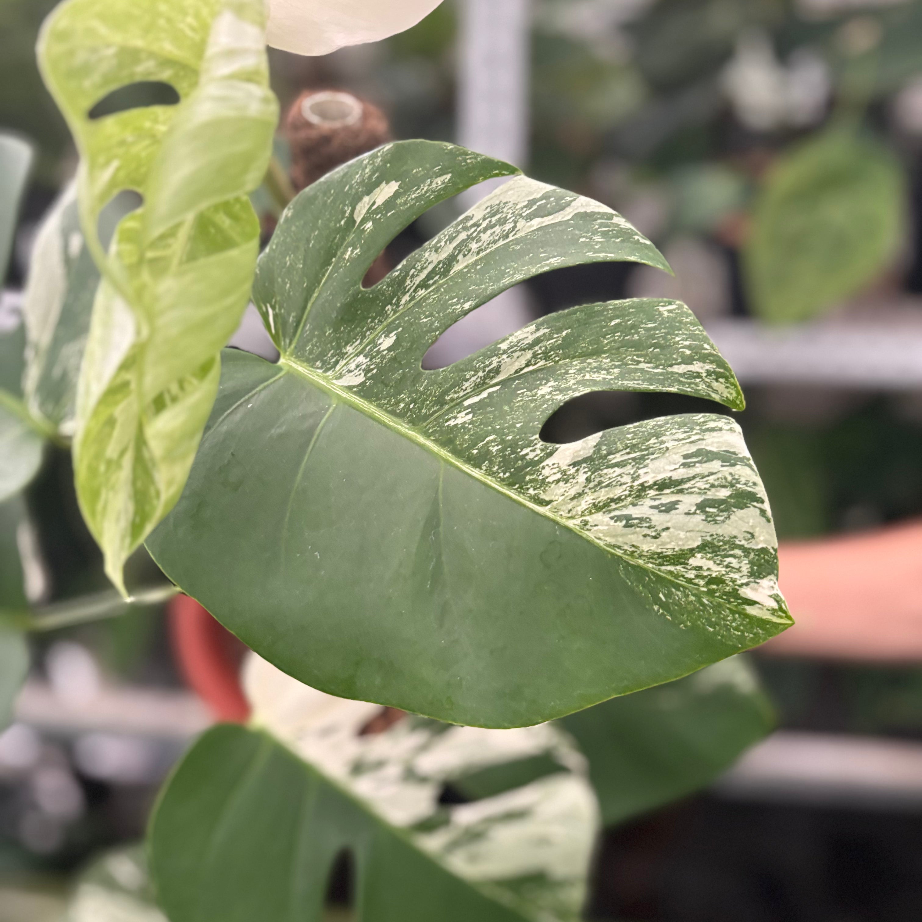 RP40-10	Monstera Albo Variegated