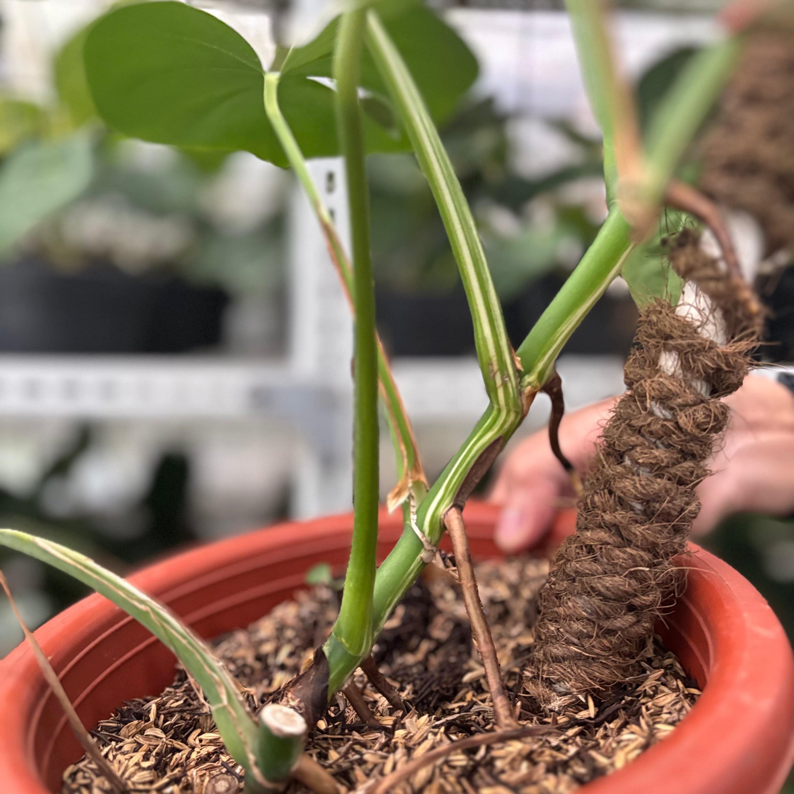 RP40-10	Monstera Albo Variegated