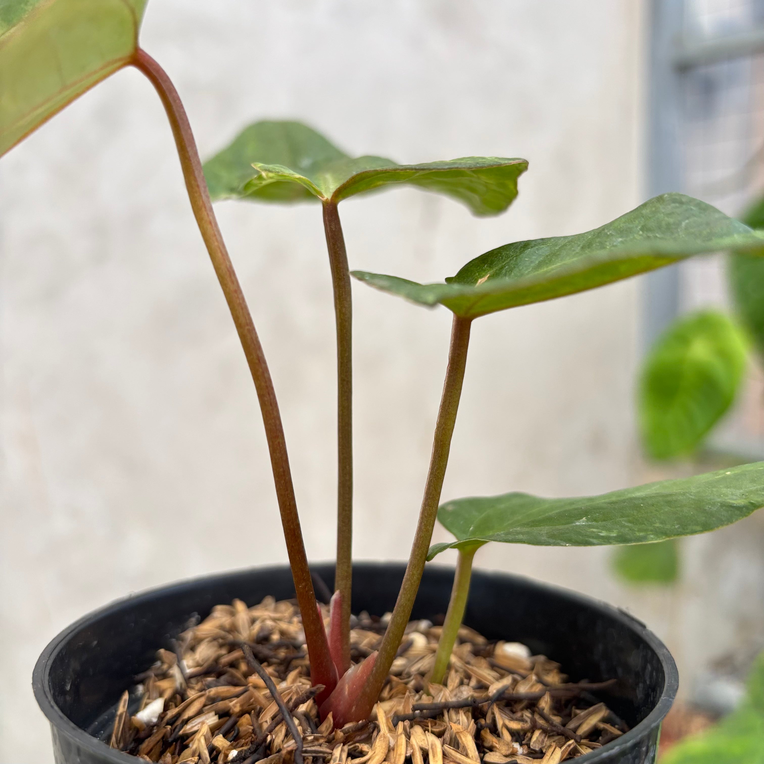RP46-10 Anthurium Porti indo x Forgetii Variegated