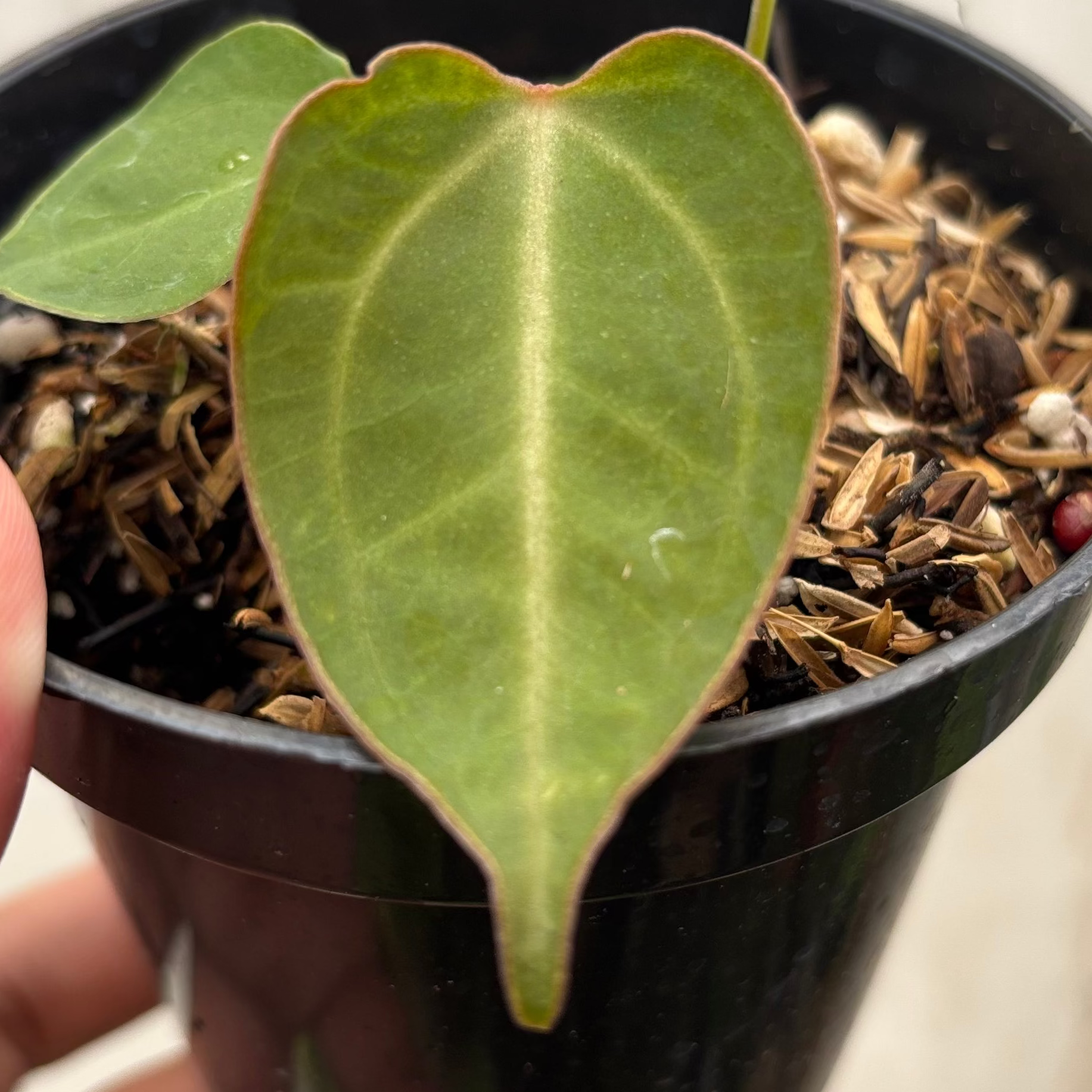 Anthurium Xone Portilae Muchlis x Blood of Blue
