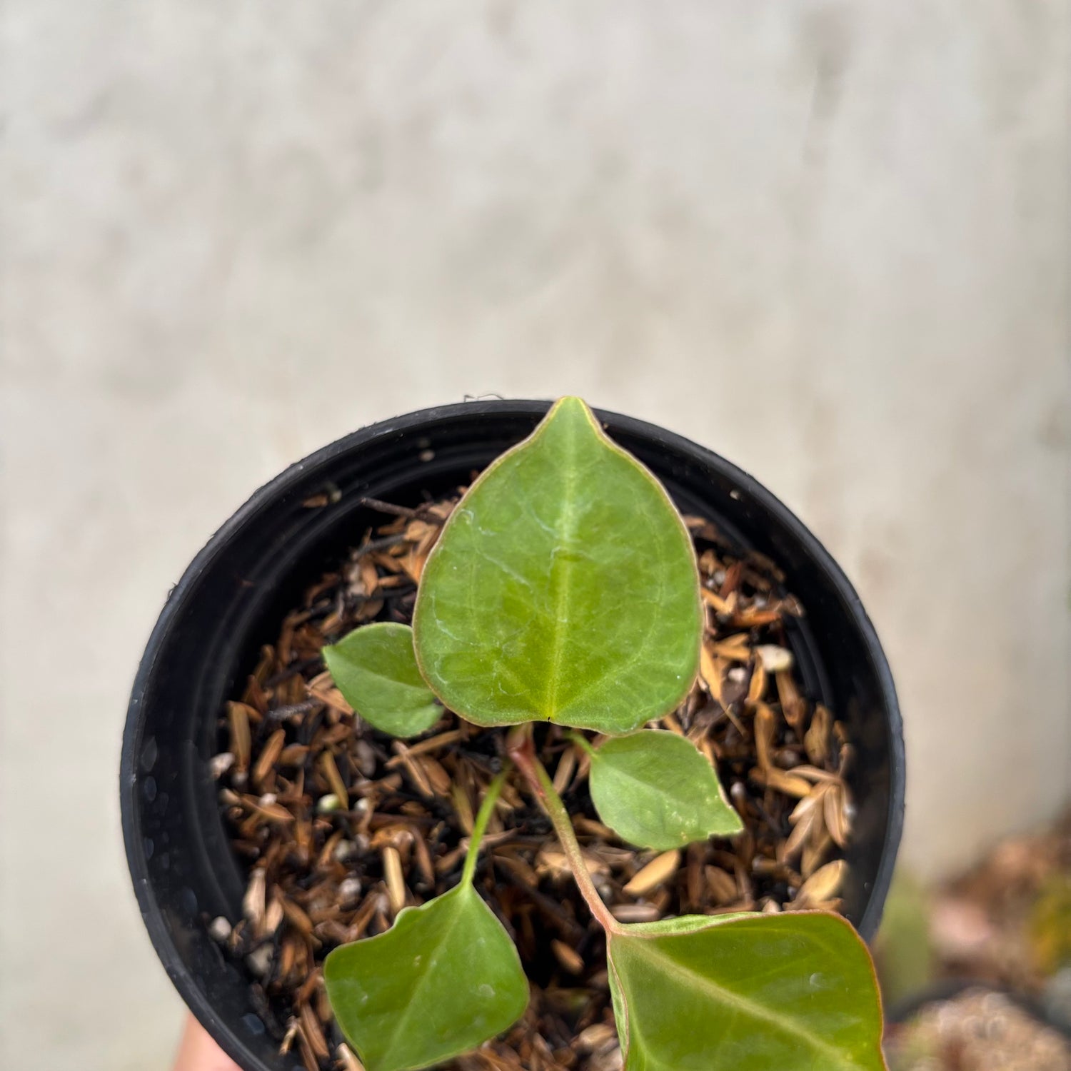 Anthurium Xone Portilae Muchlis x Blood of Blue
