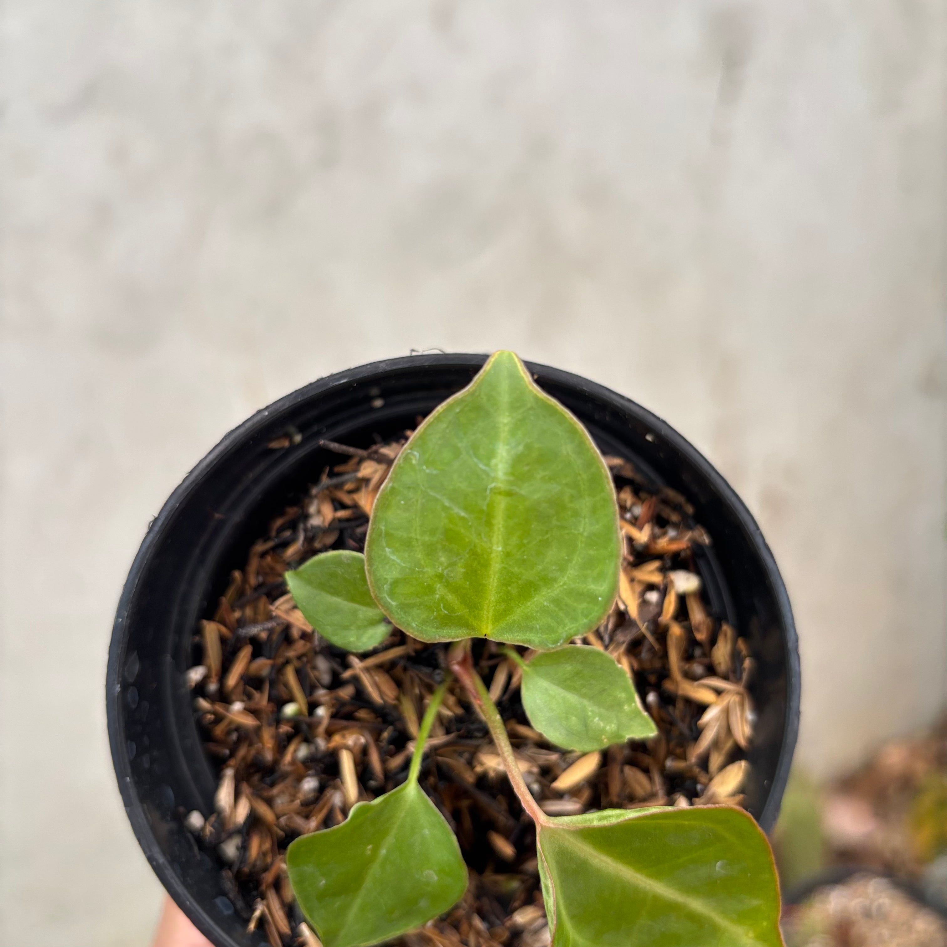 Anthurium Xone Portilae Muchlis x Blood of Blue
