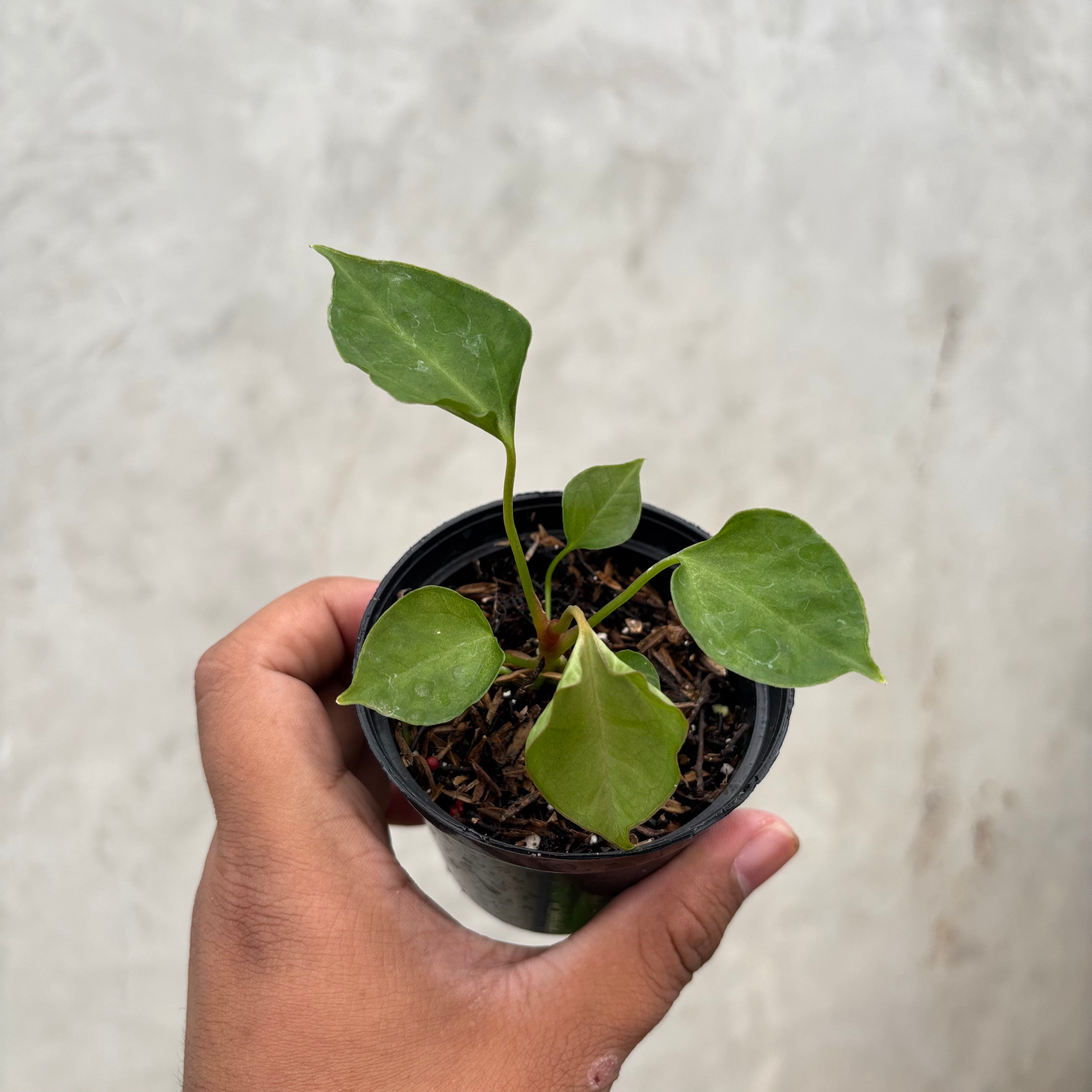 Anthurium Xone Portilae Muchlis x Blood of Blue Selected
