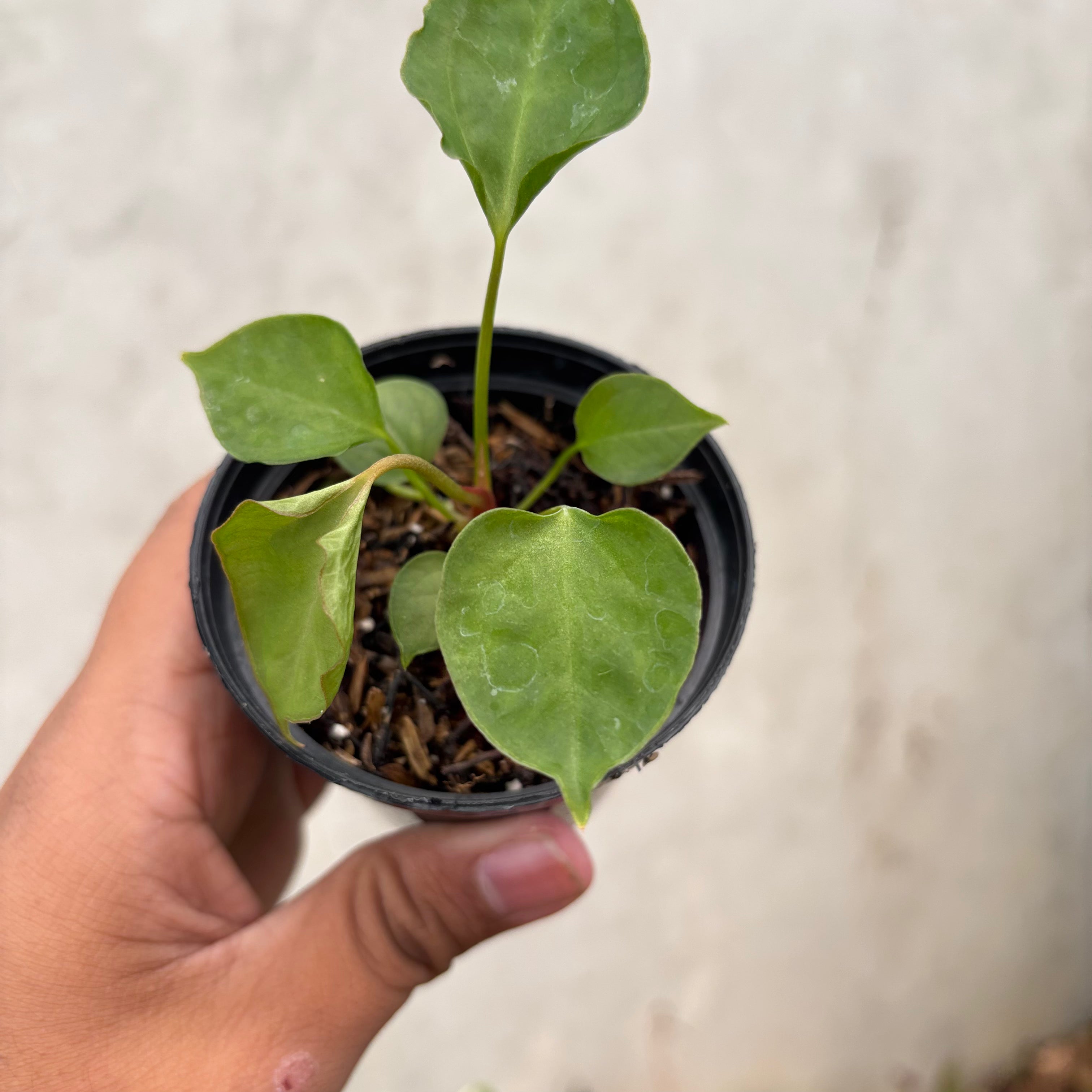 Anthurium Xone Portilae Muchlis x Blood of Blue Selected